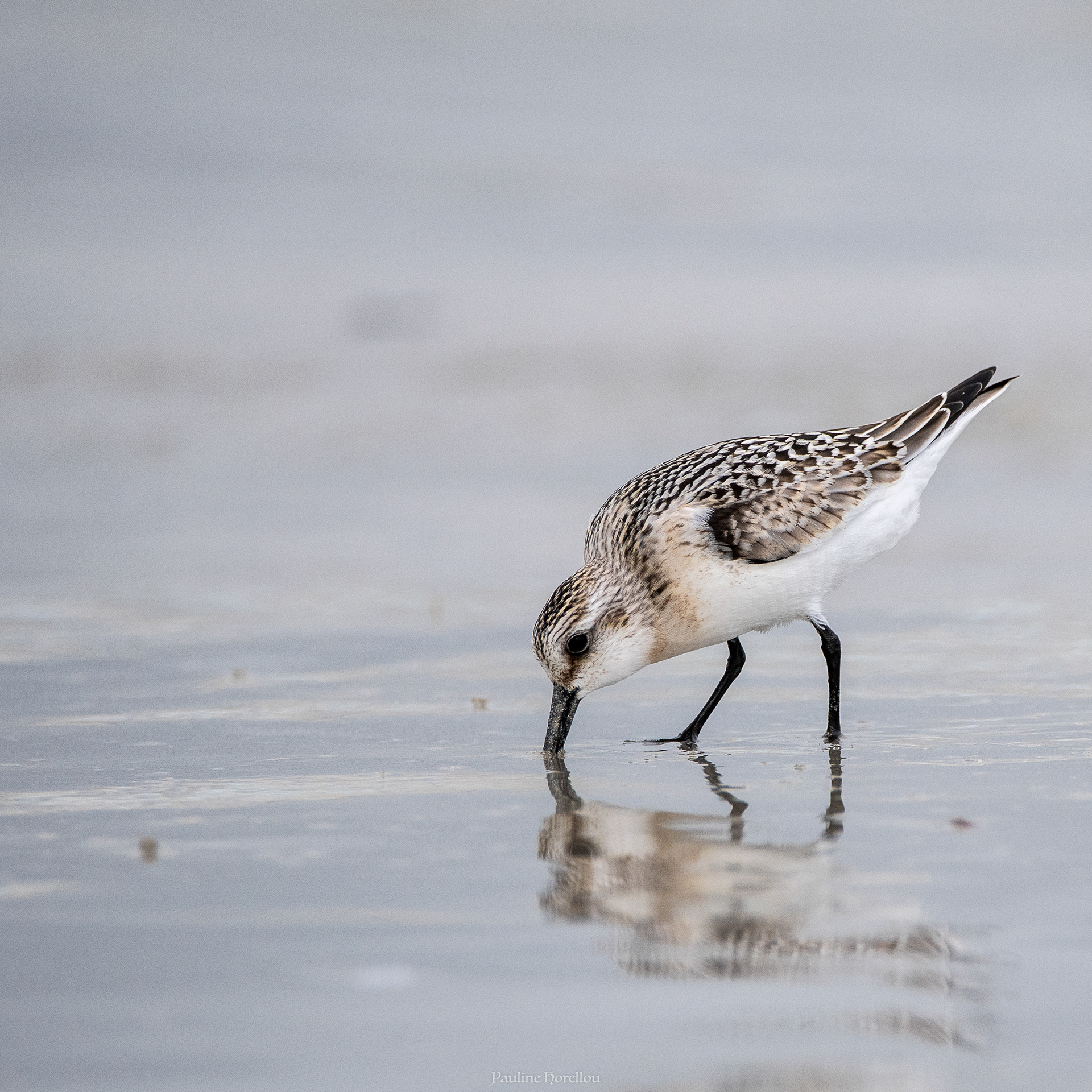 bécasseaux sanderling
