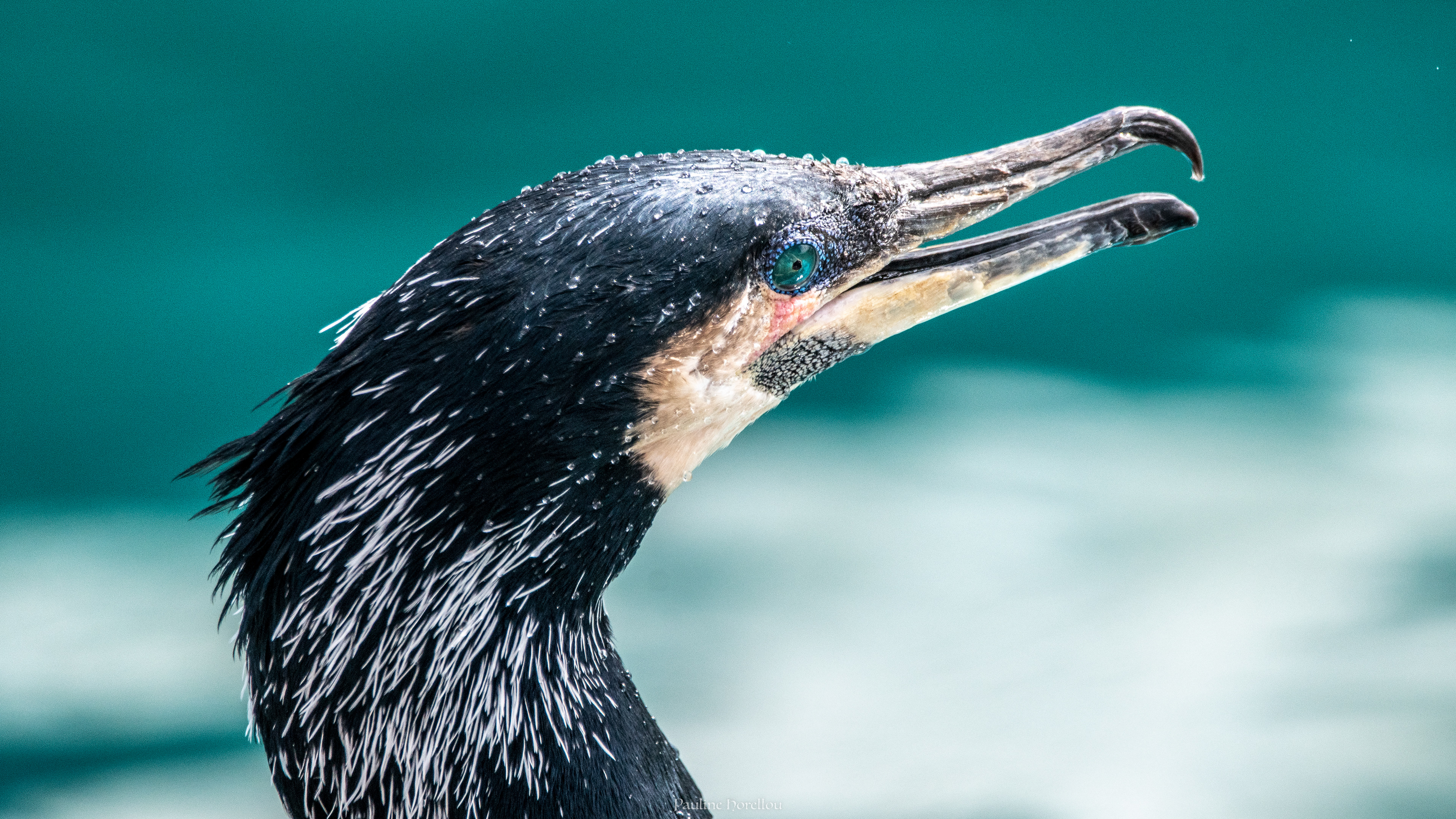 Cormoran 