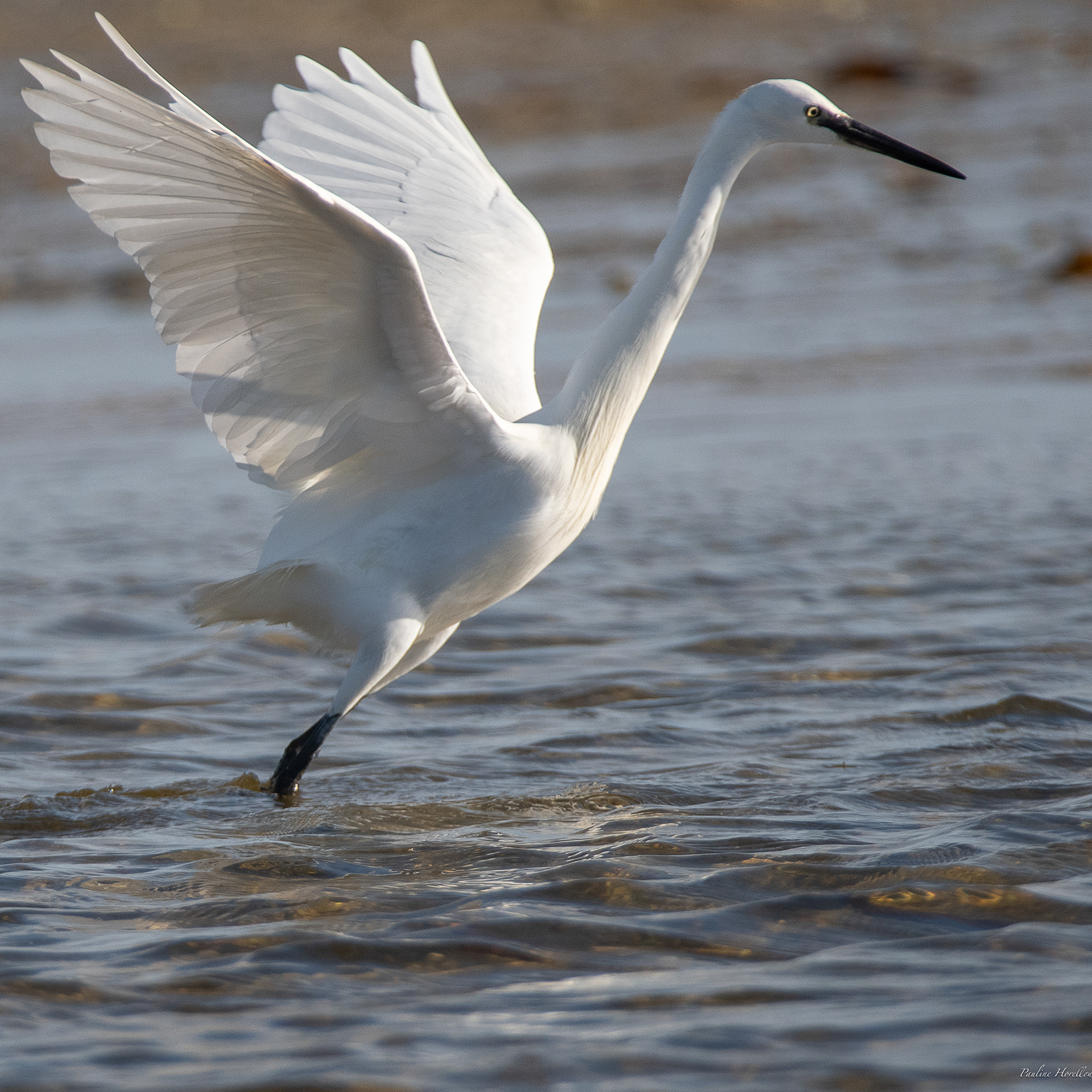 aigrette garzette 