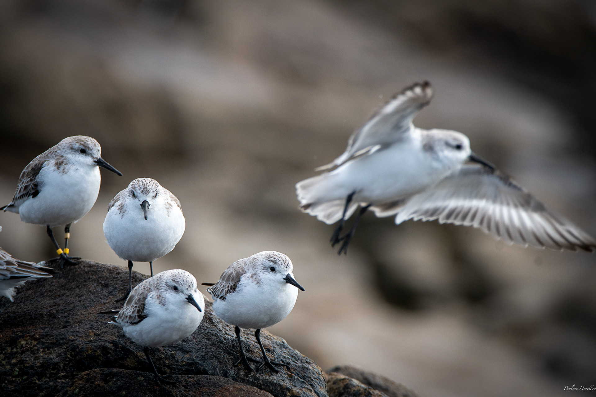 bécasseaux sanderling