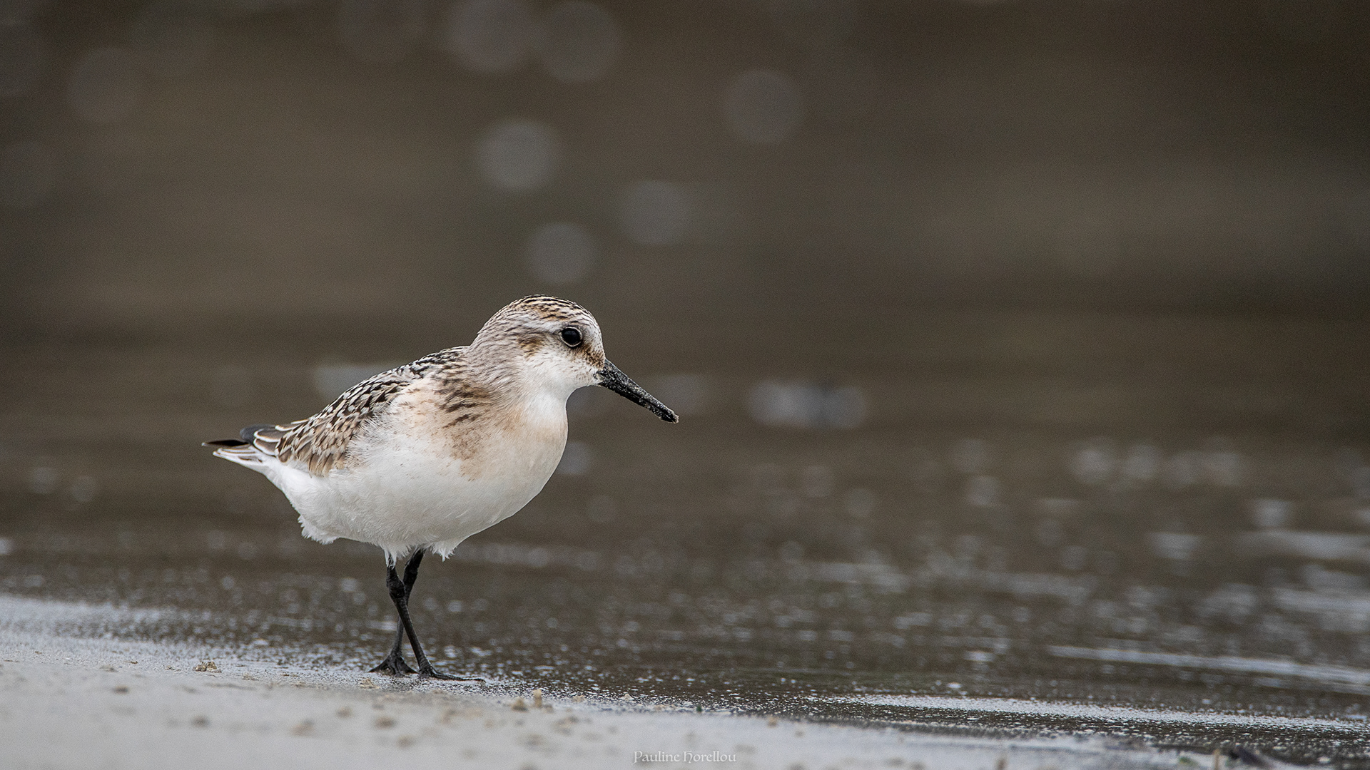 bécasseaux sanderling