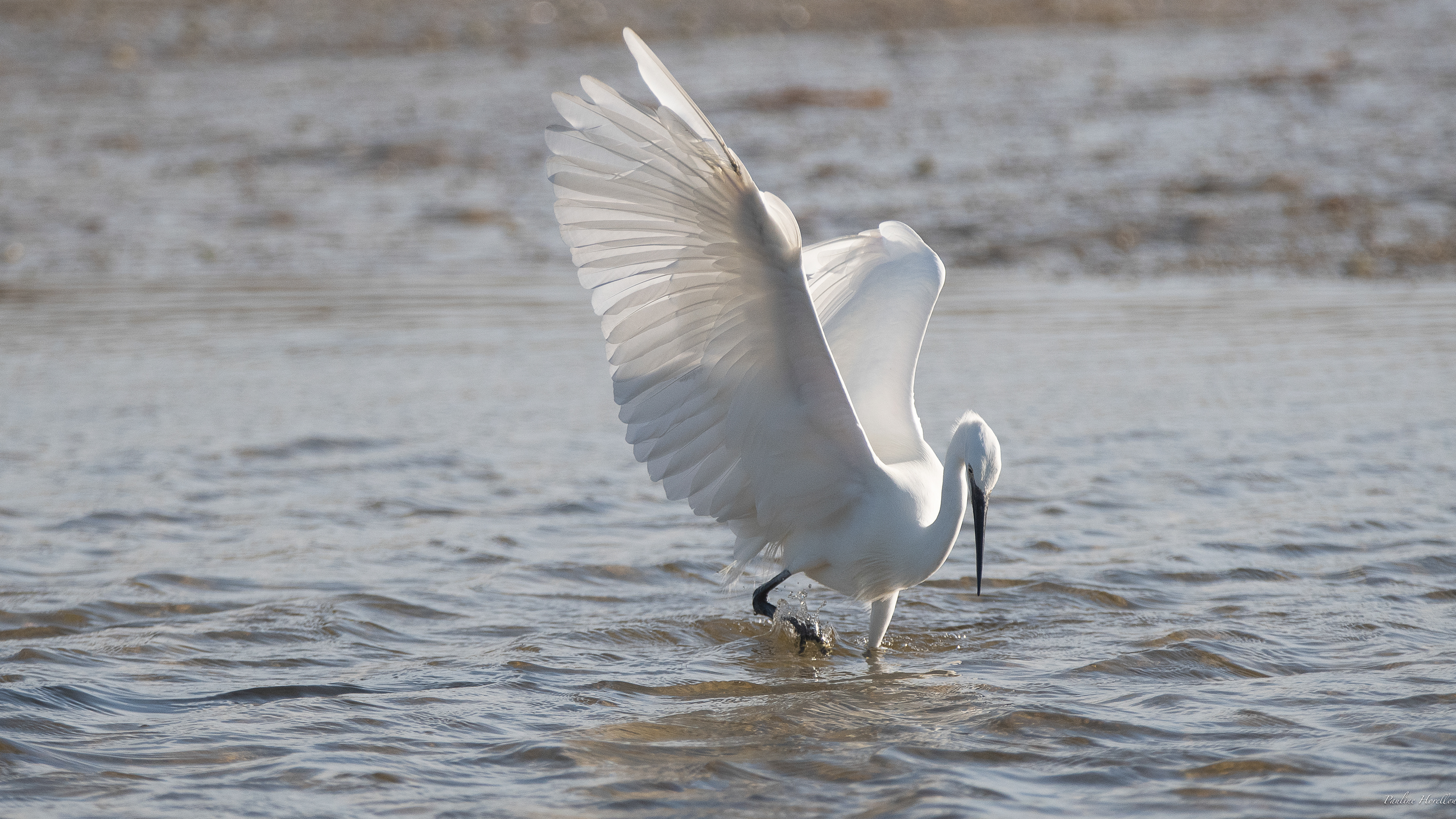 aigrette garzette 