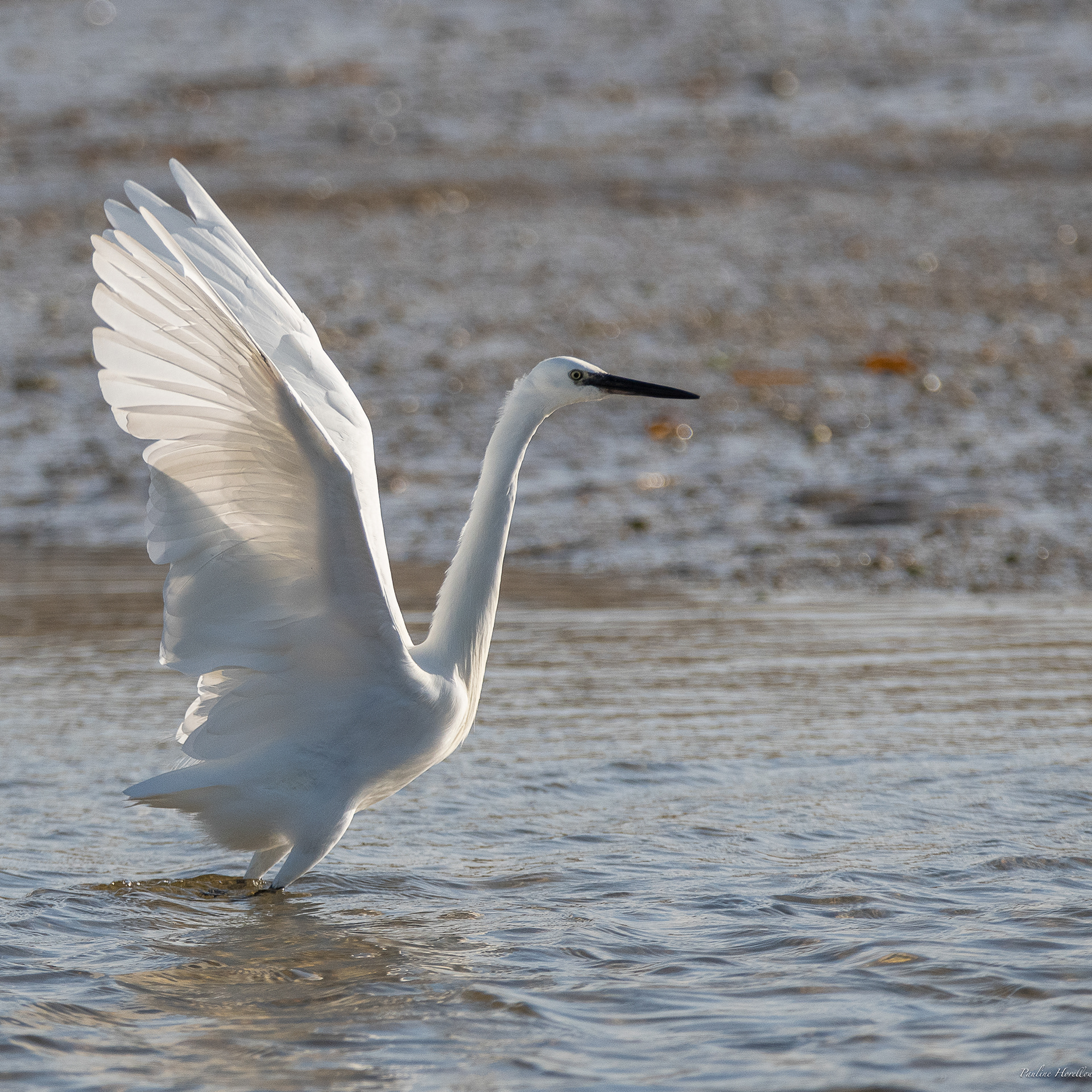 aigrette garzette 
