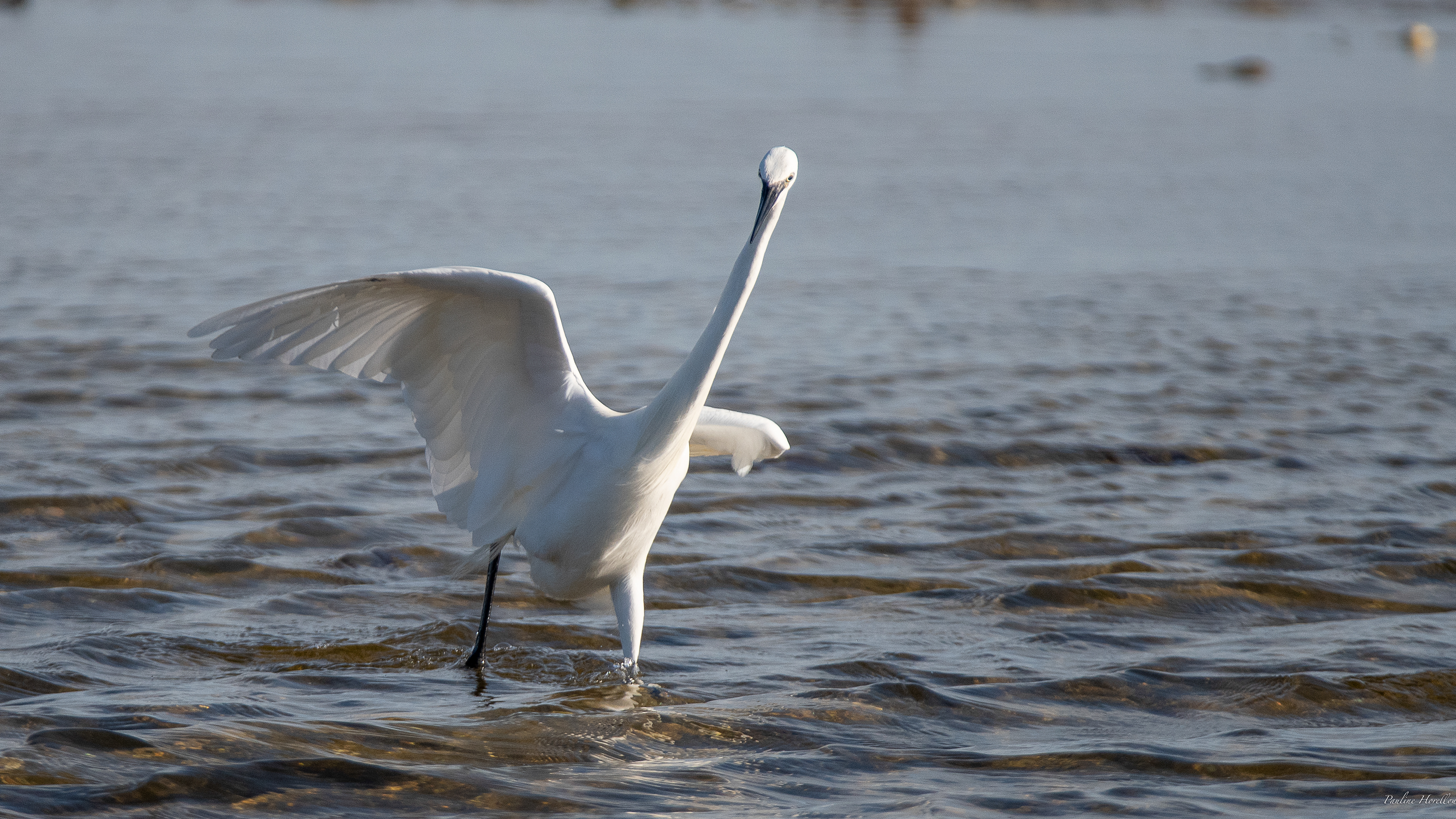 aigrette garzette 