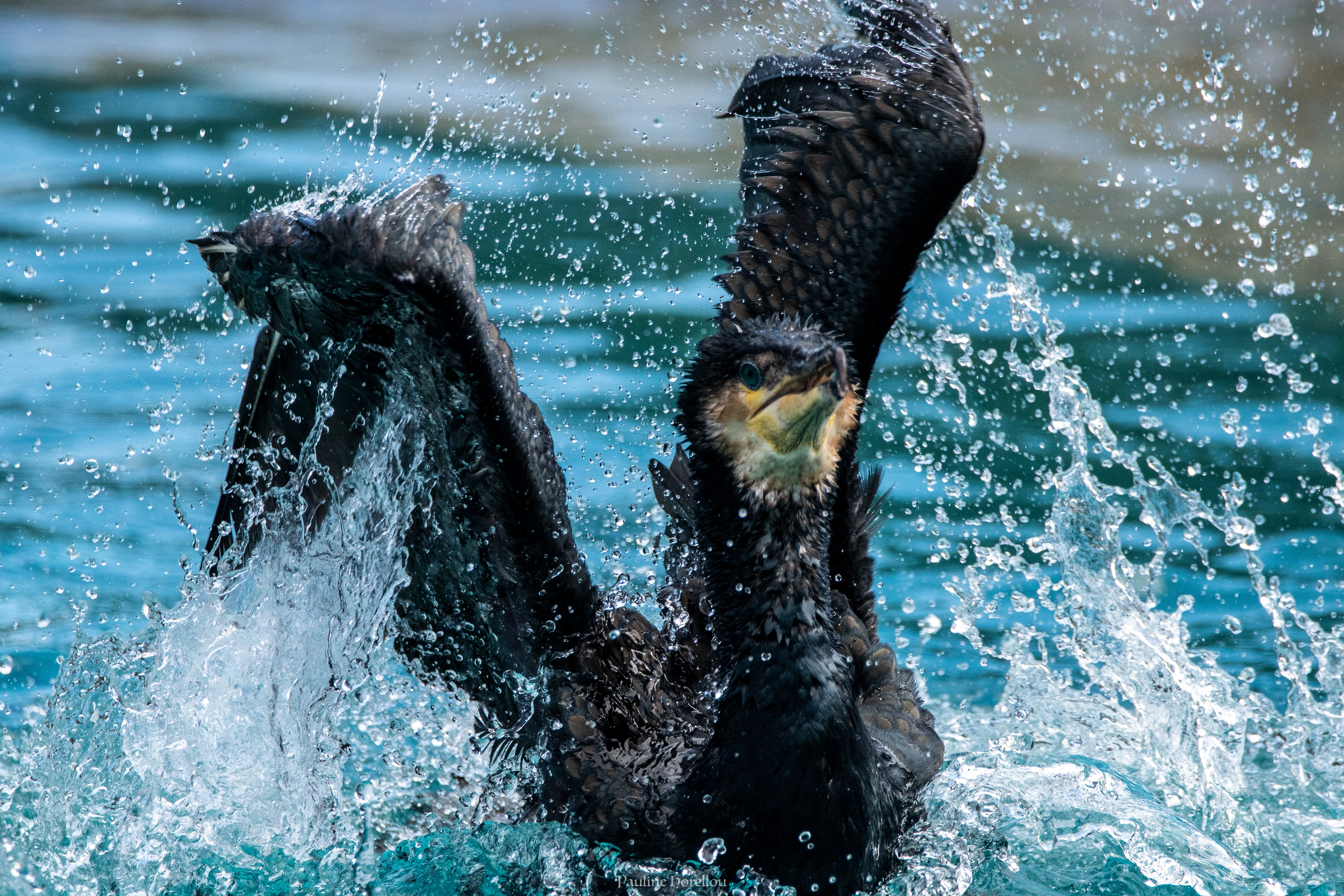 Cormoran 