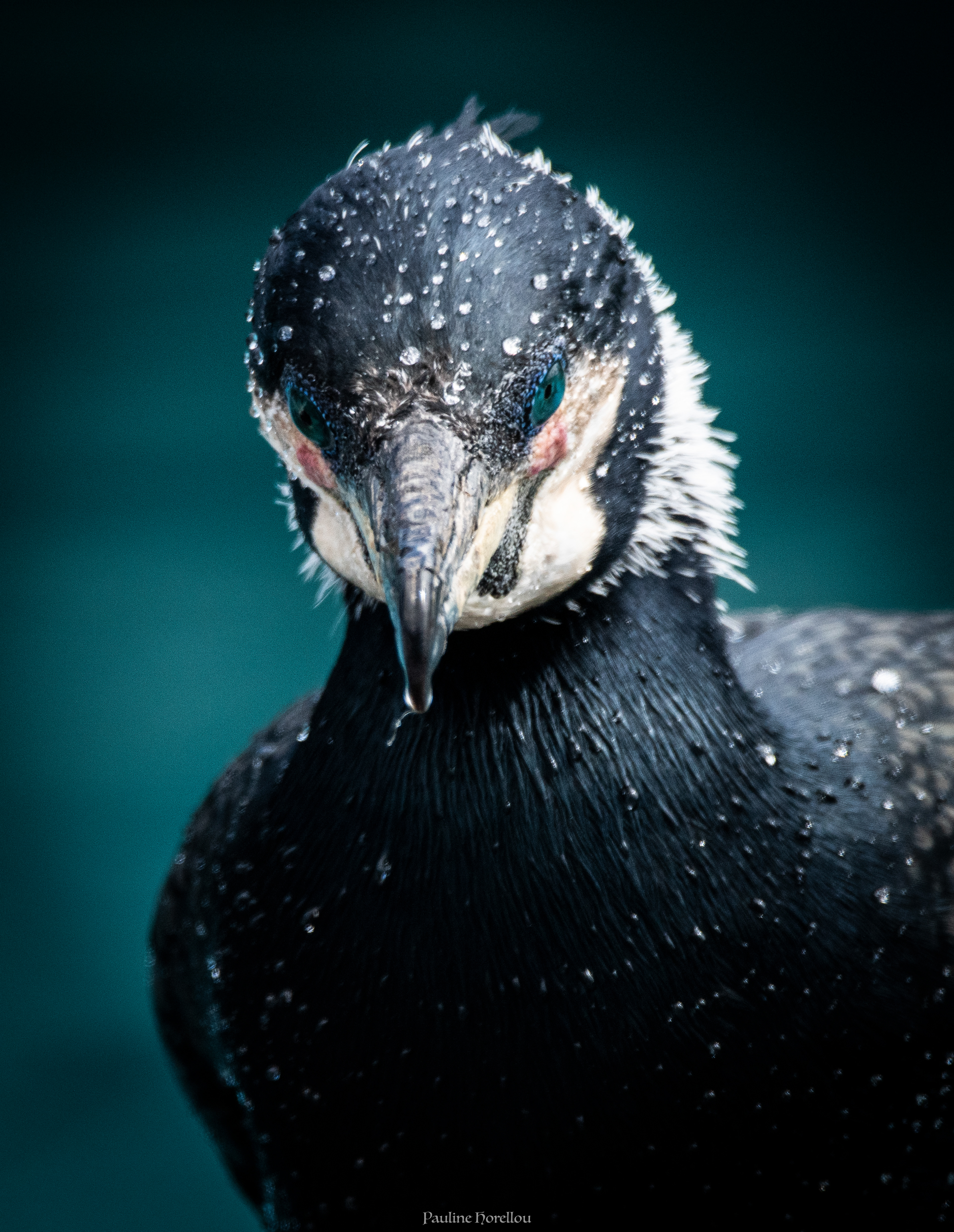 Cormoran 