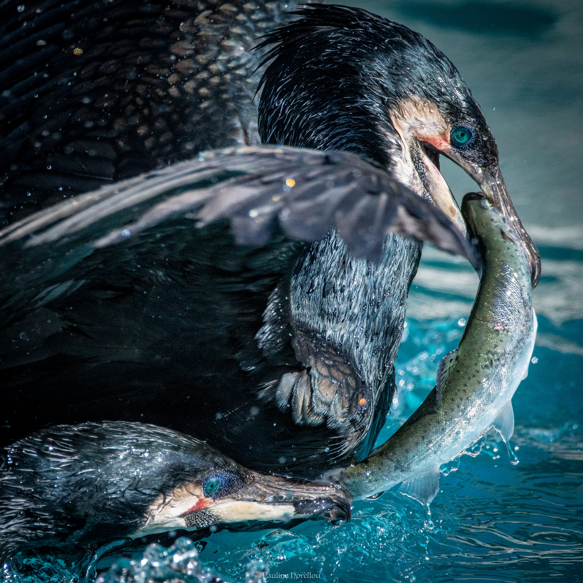 Cormoran 