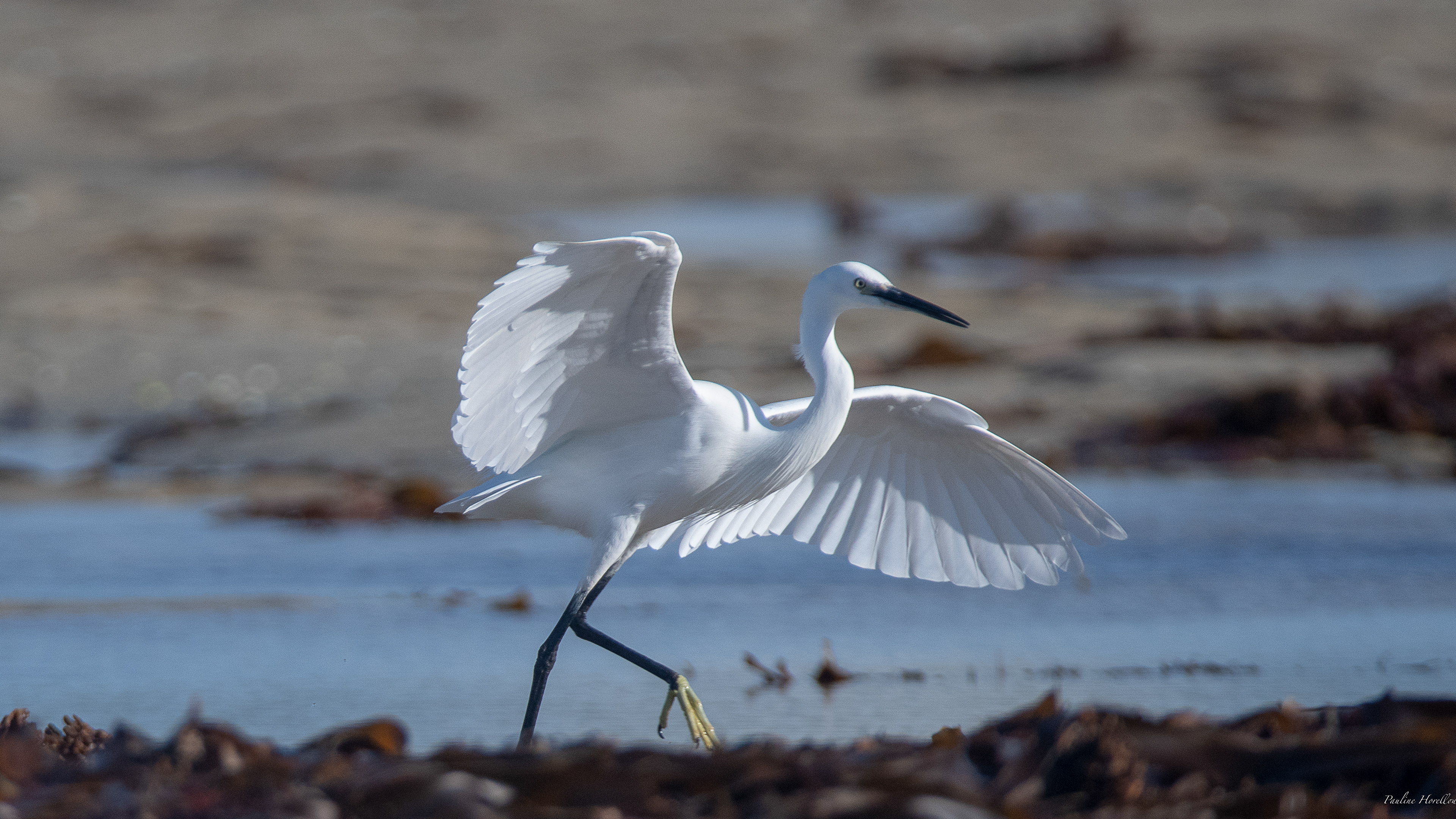 aigrette garzette 