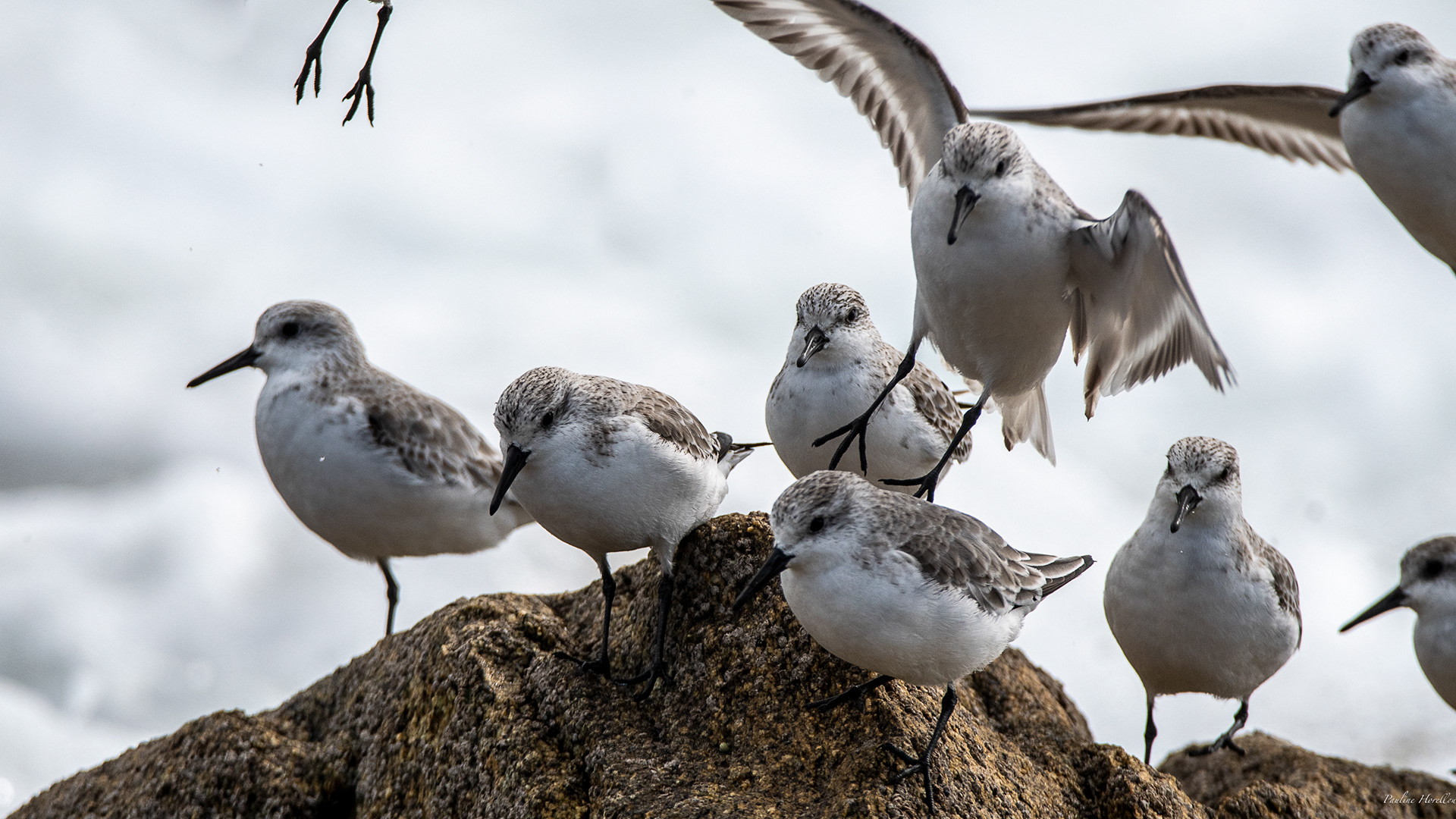 bécasseaux sanderling