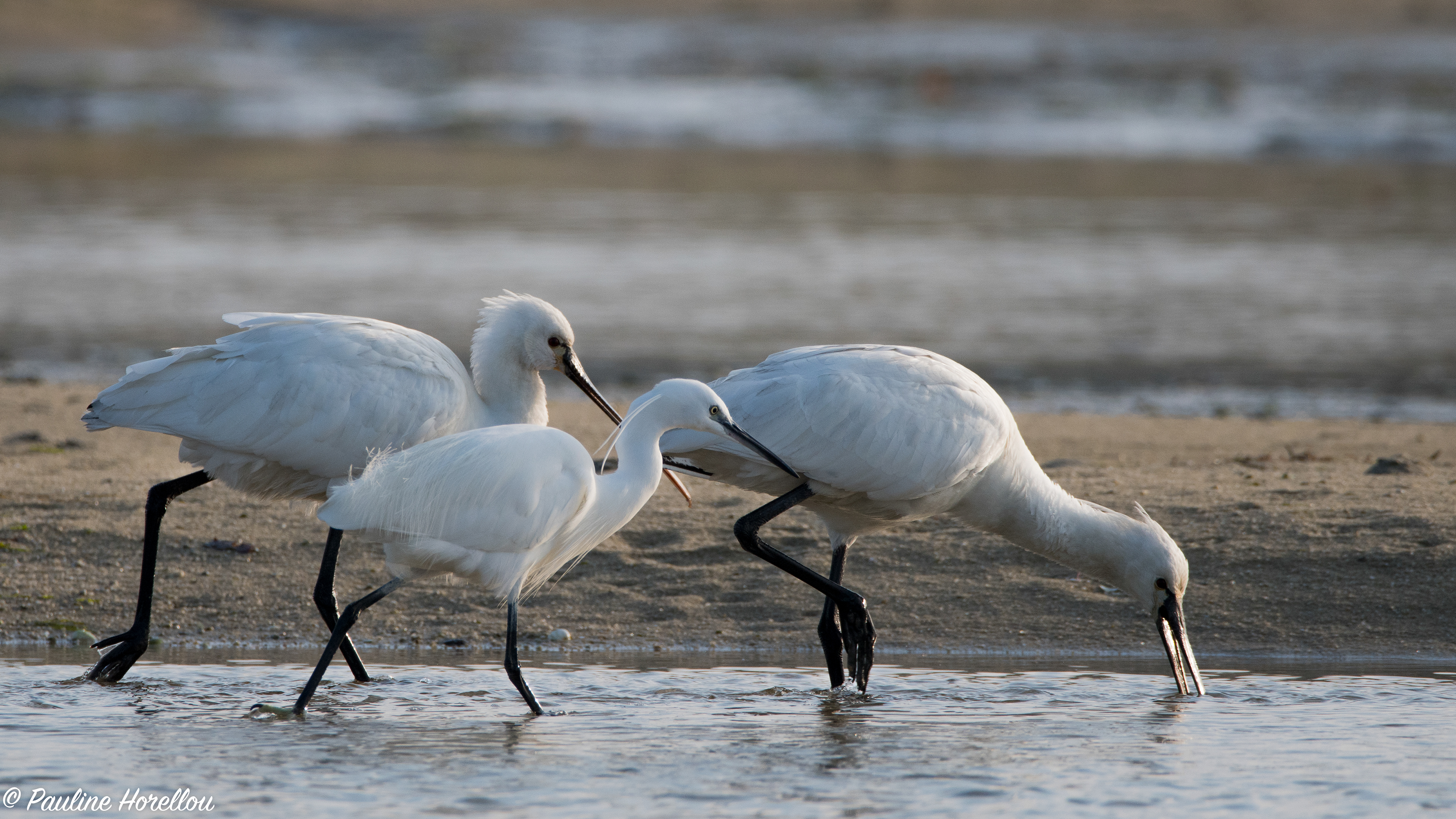 aigrette garzette  et spatule 