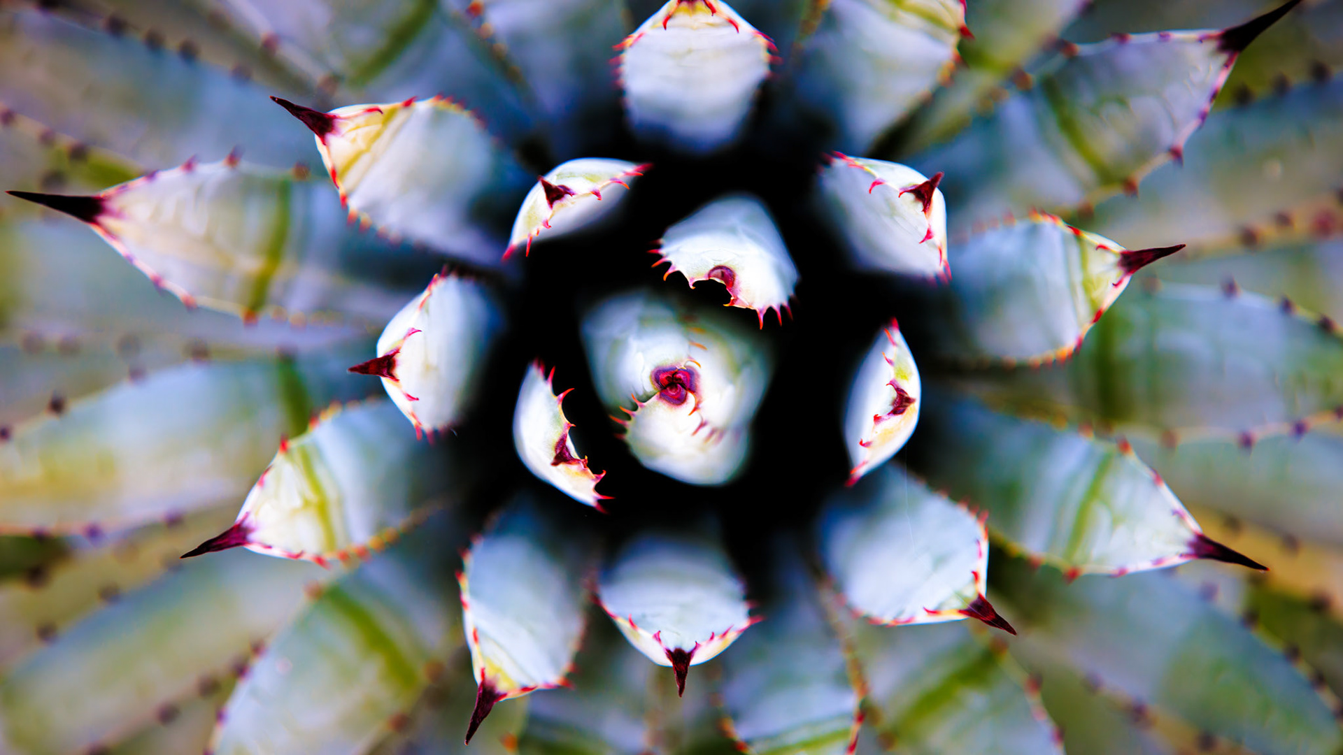 Sonoran Desert, Arizona