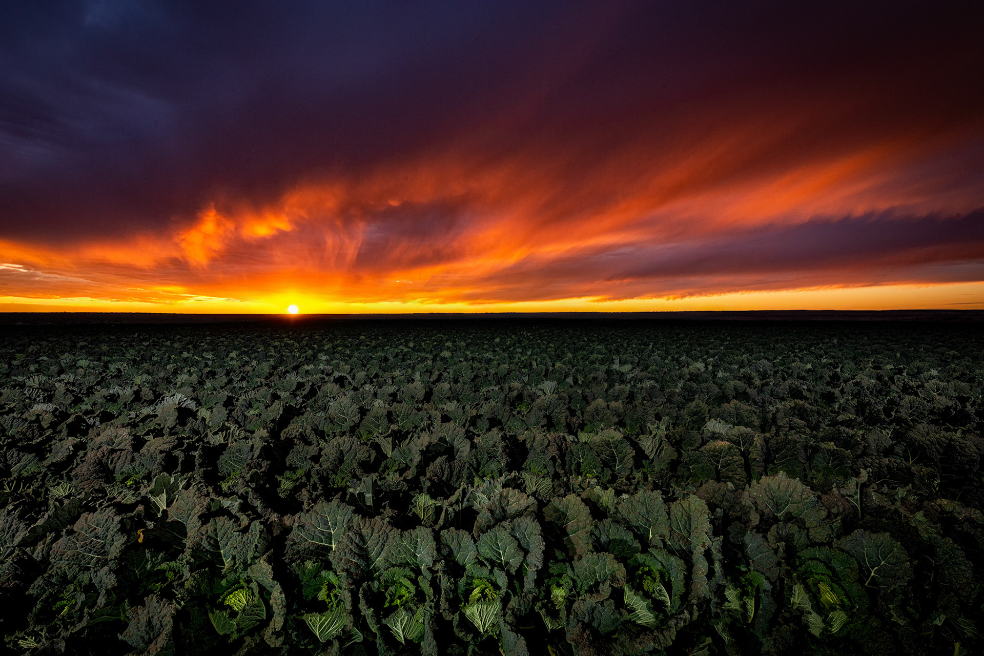 Yuma Valley, Yuma, Arizona