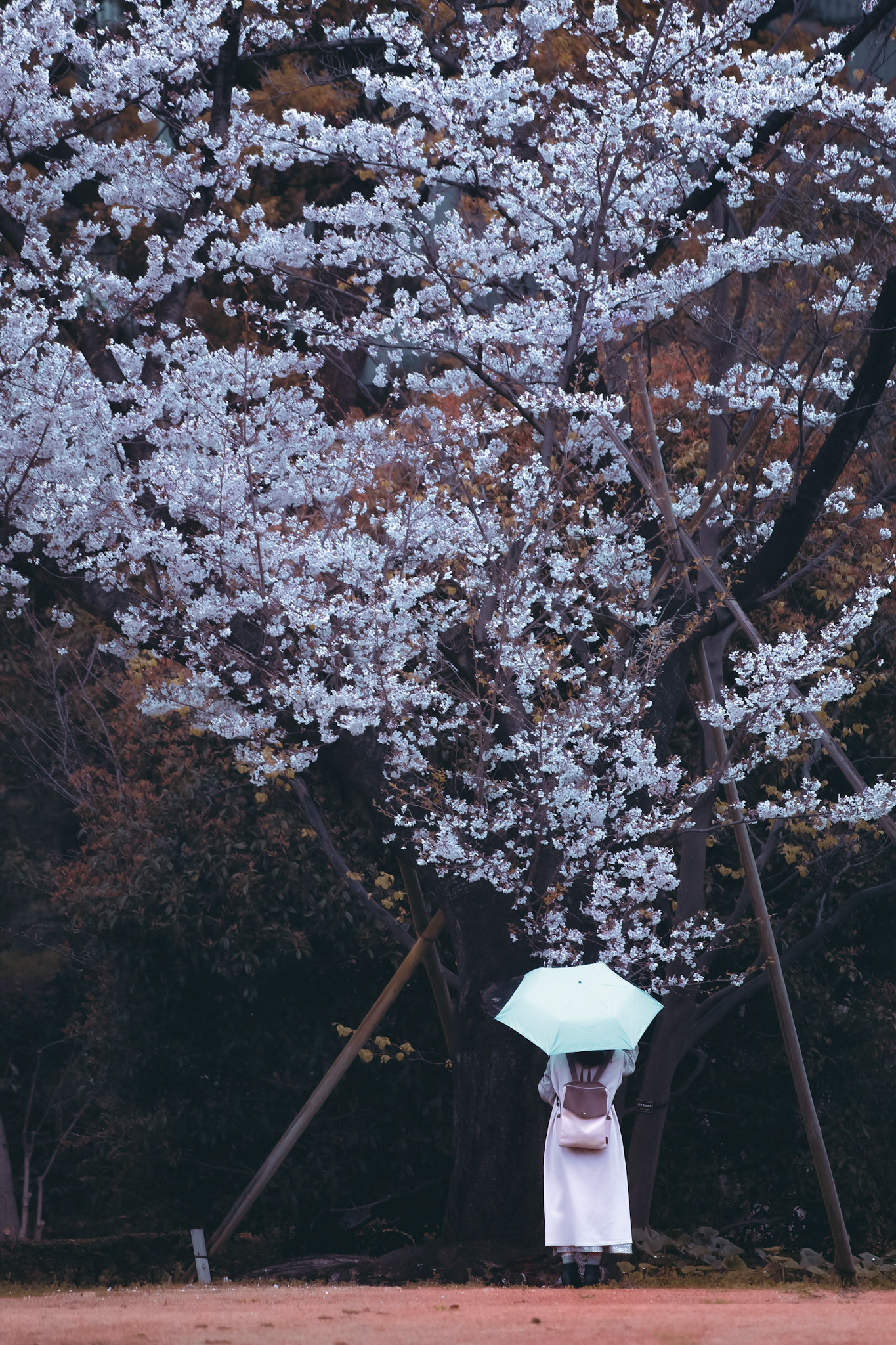 SAKURA RAIN