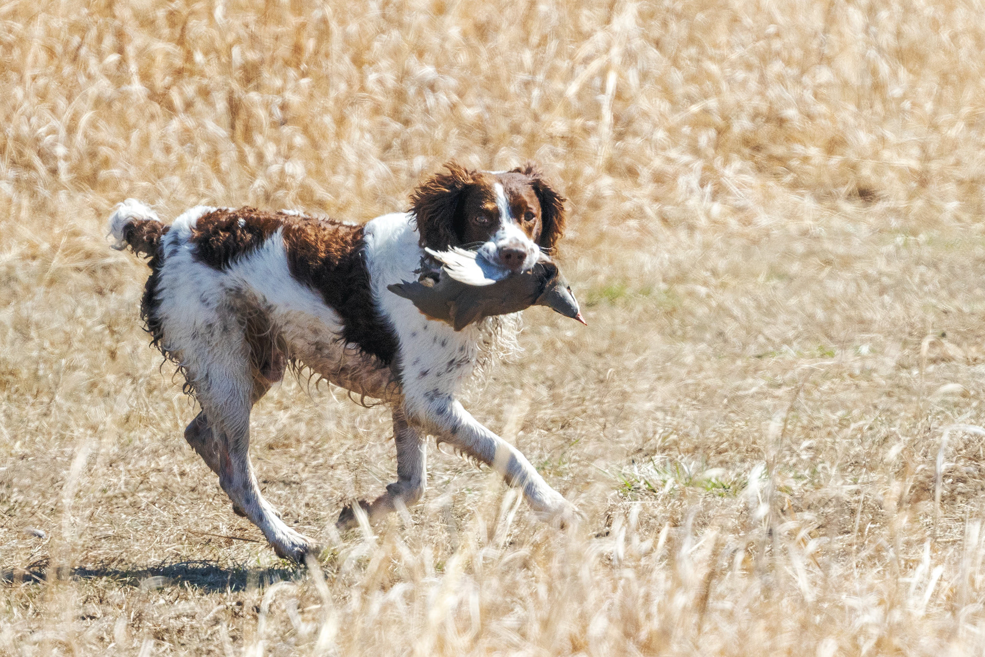 Good retrieve!