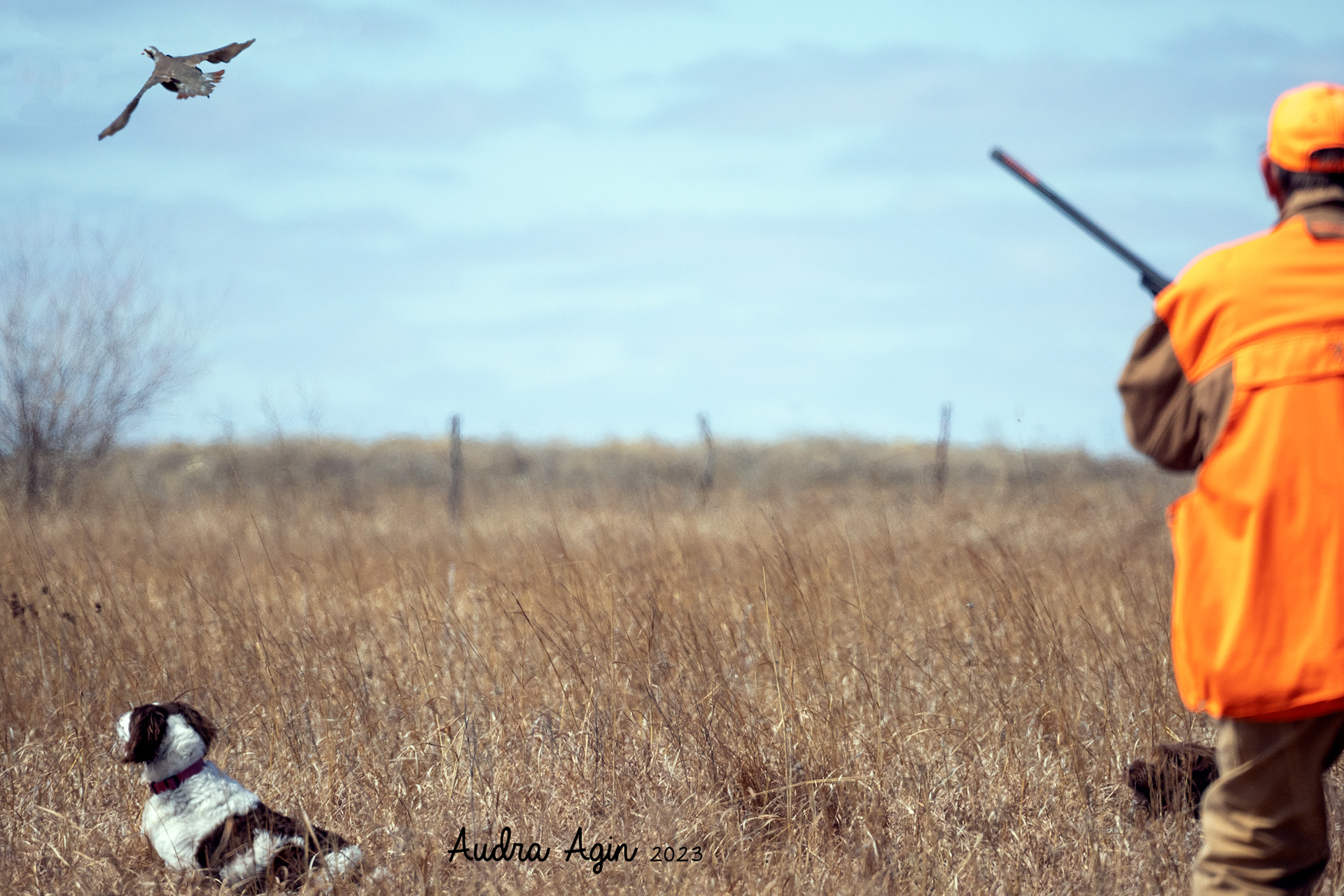 Bird to the left!