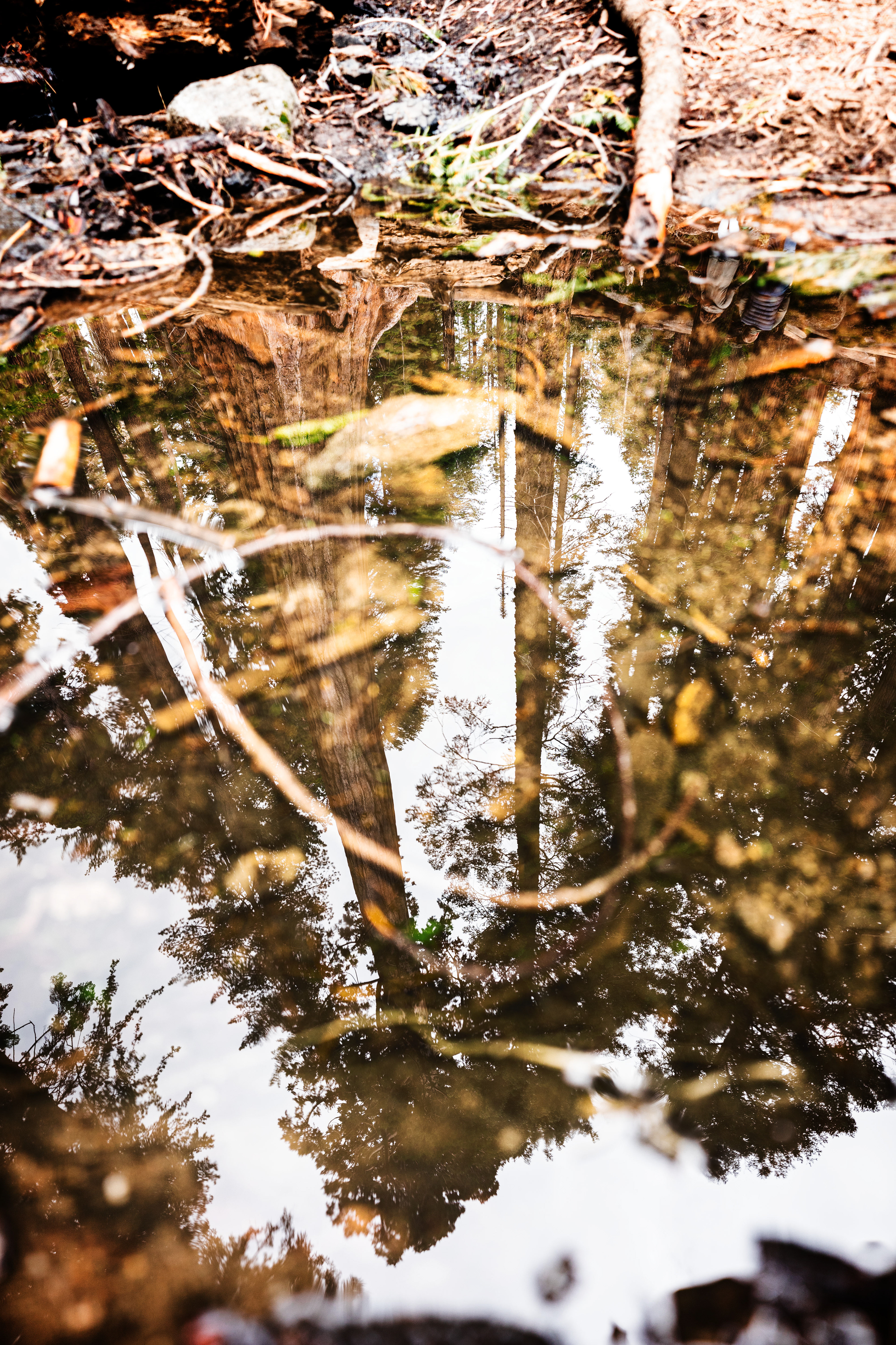 Parco nazionale di Kings Canyon