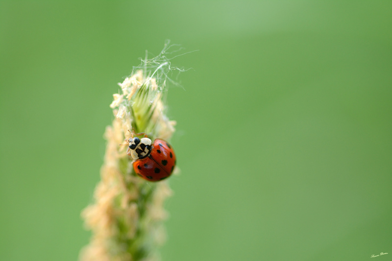 Coccinelle asiatique