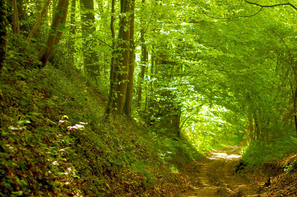 Rouleau de verdure
