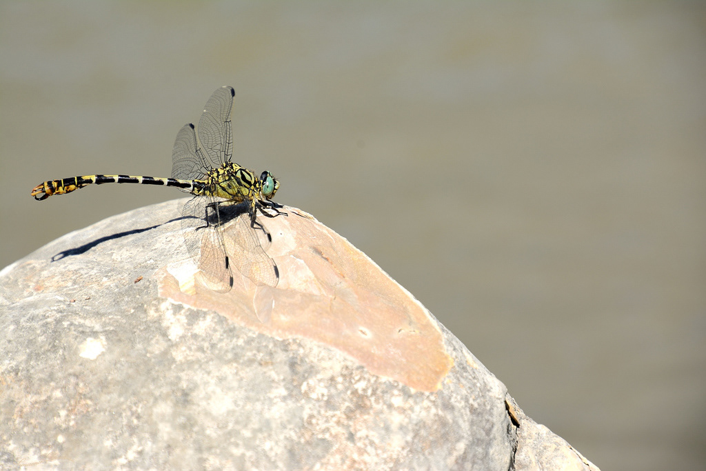 Onucogomphe à pince