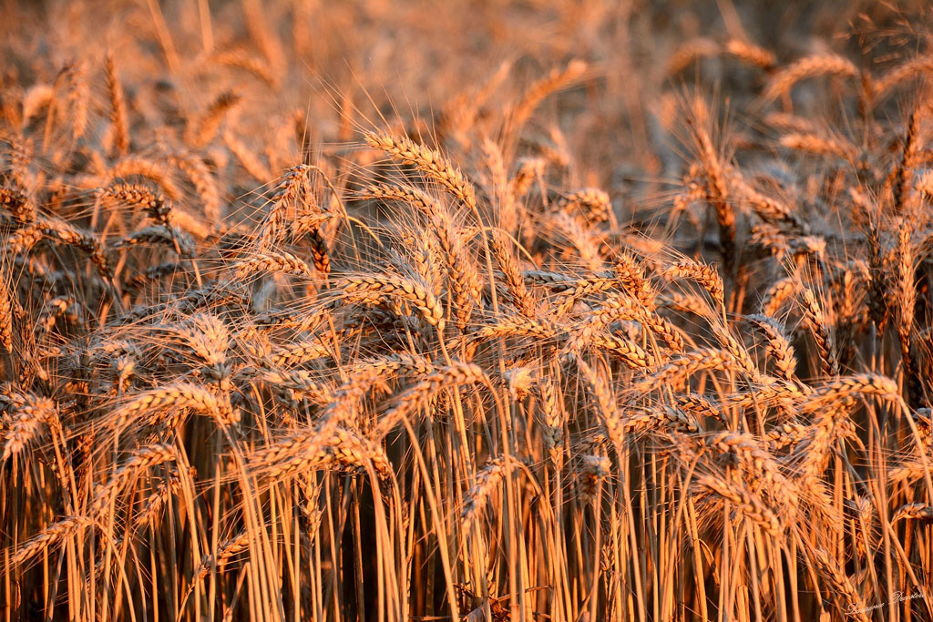 Blés au couchant