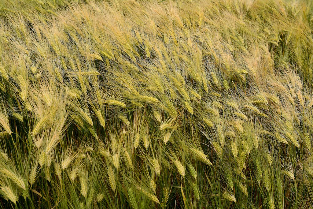 Poissons frétillants 