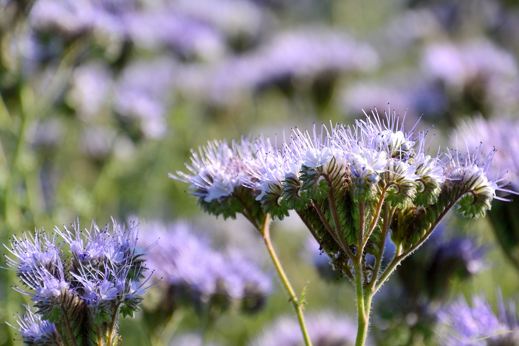 Phacélie bleue