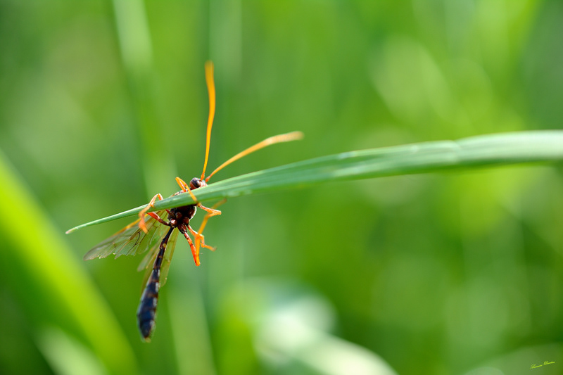  Ammophila Ichneumonidae Netelia