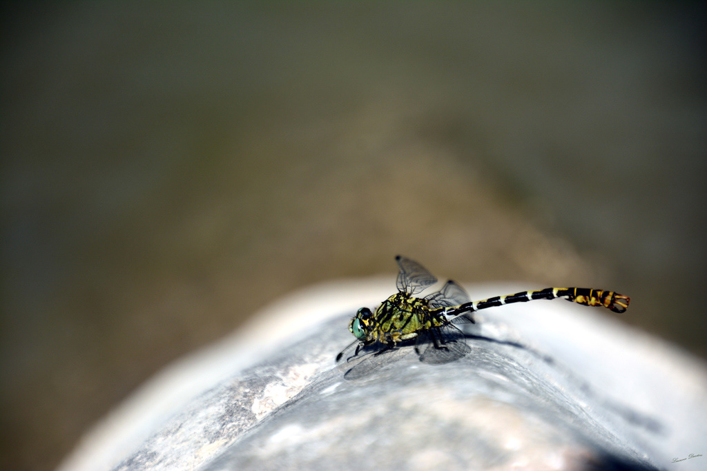  Onychogomphus forcipatus