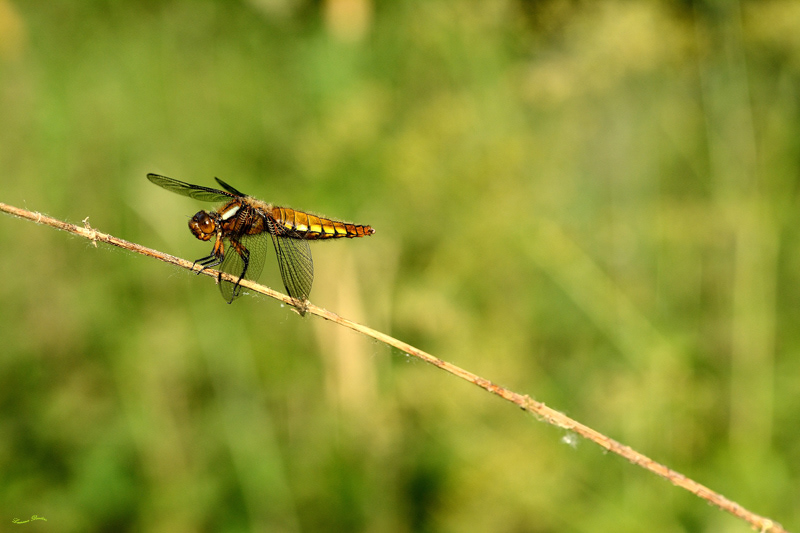 Libellule déprimée