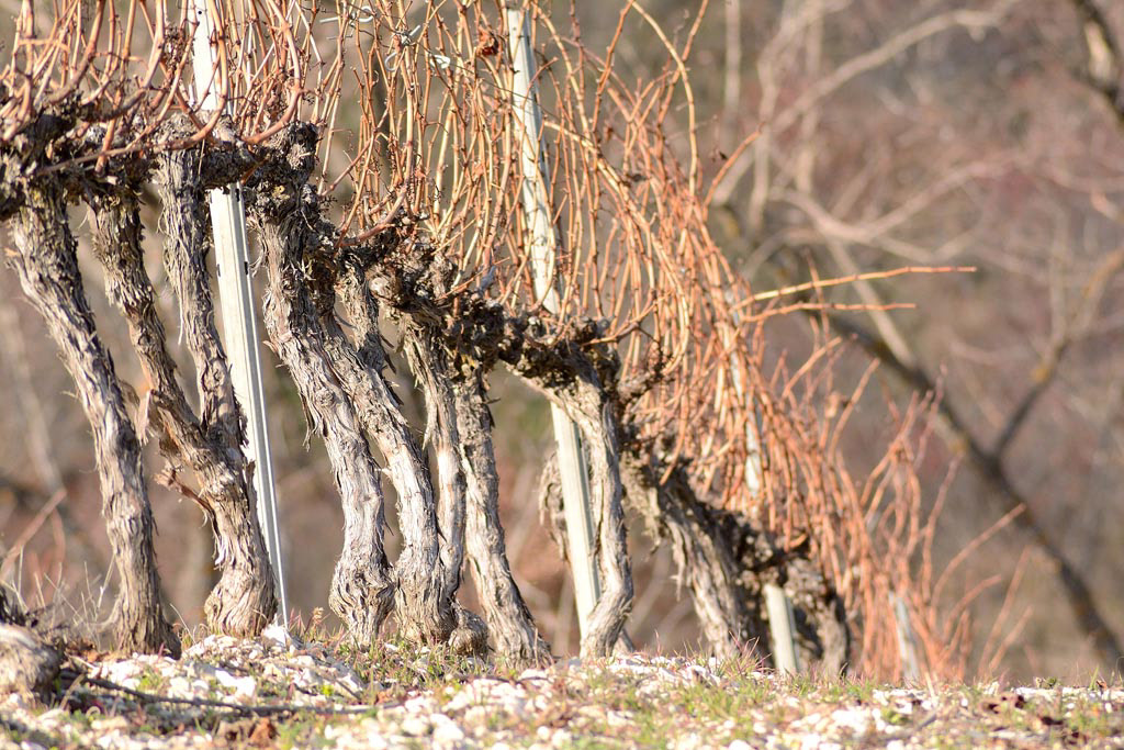 Vignes de décembre