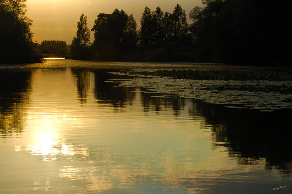 D'Or