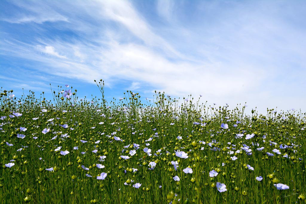 Champ de lin