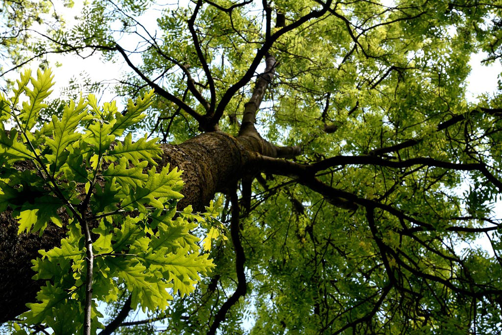 Ceci n'est pas un chêne 