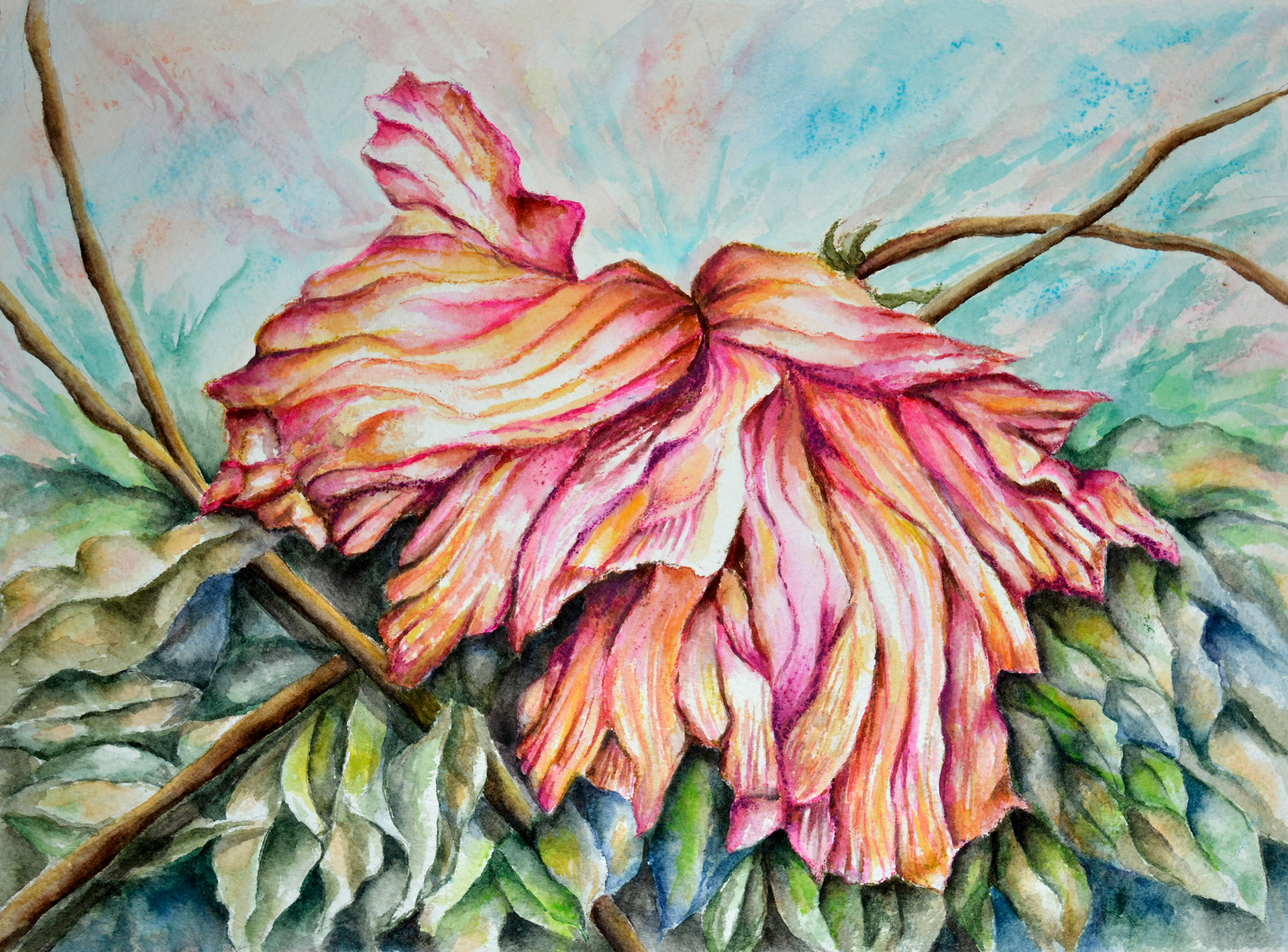 Fading Hibiscus 2