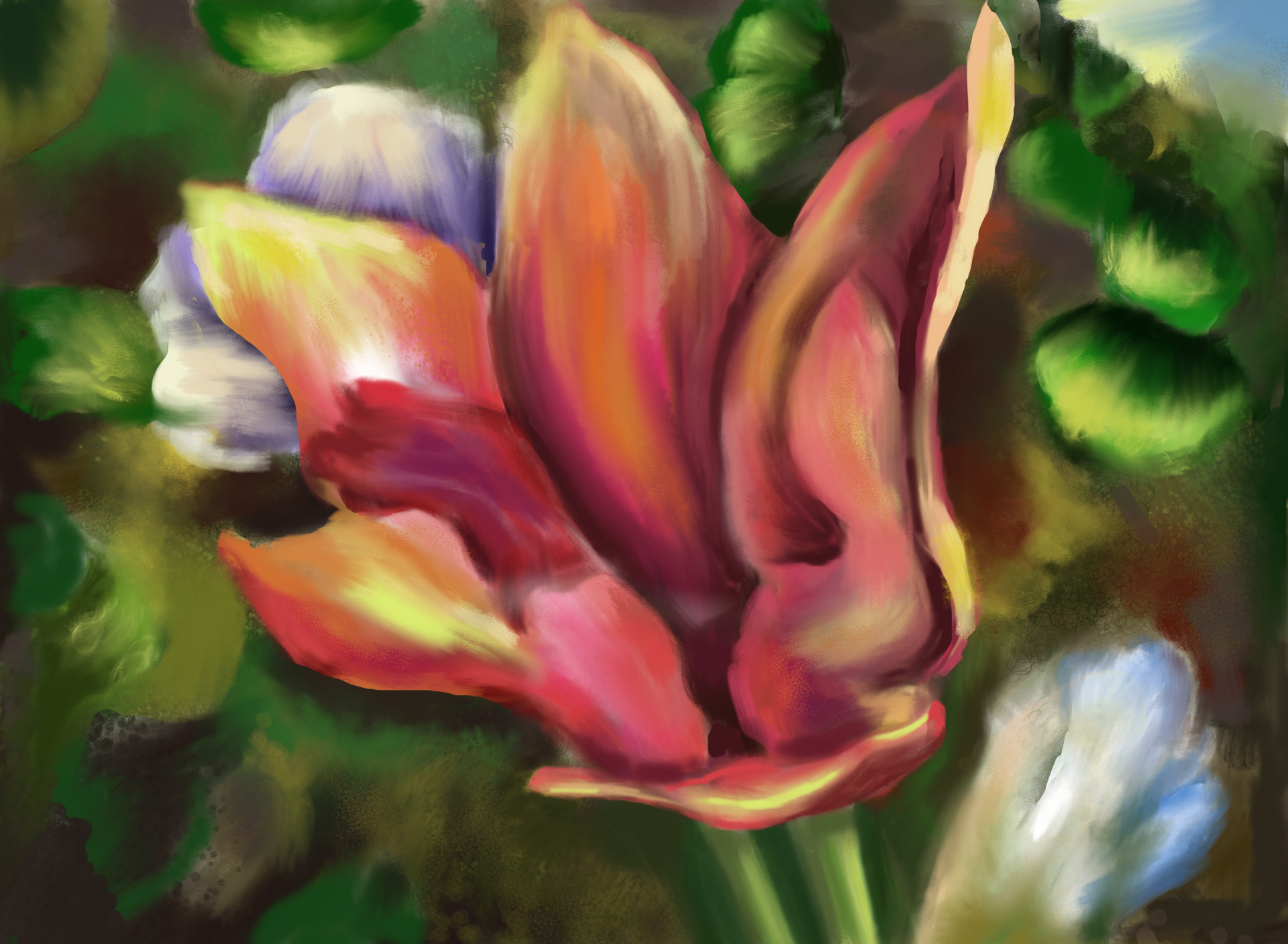 DC Tulip