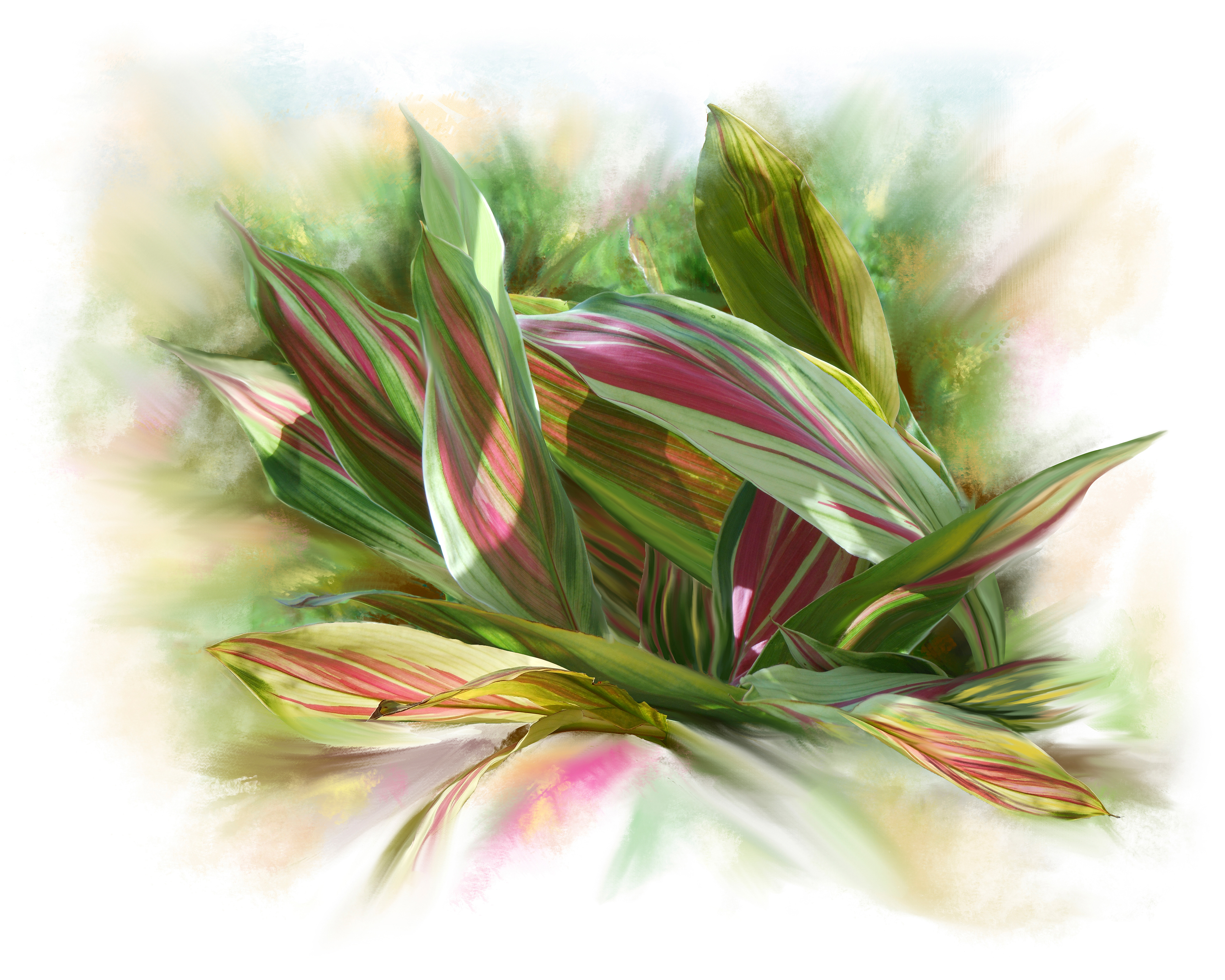 Variegated Ginger