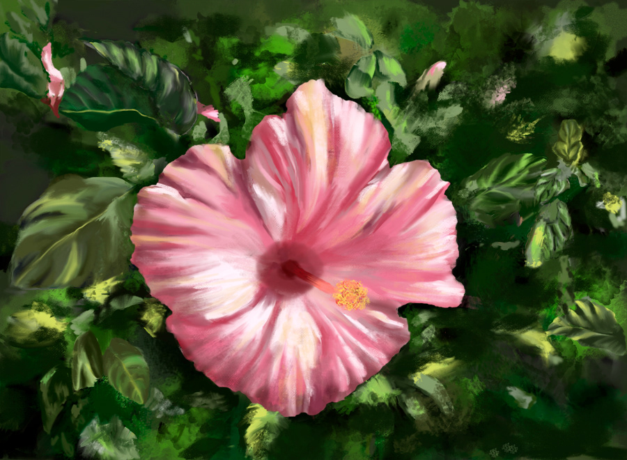 Pink Hibiscus