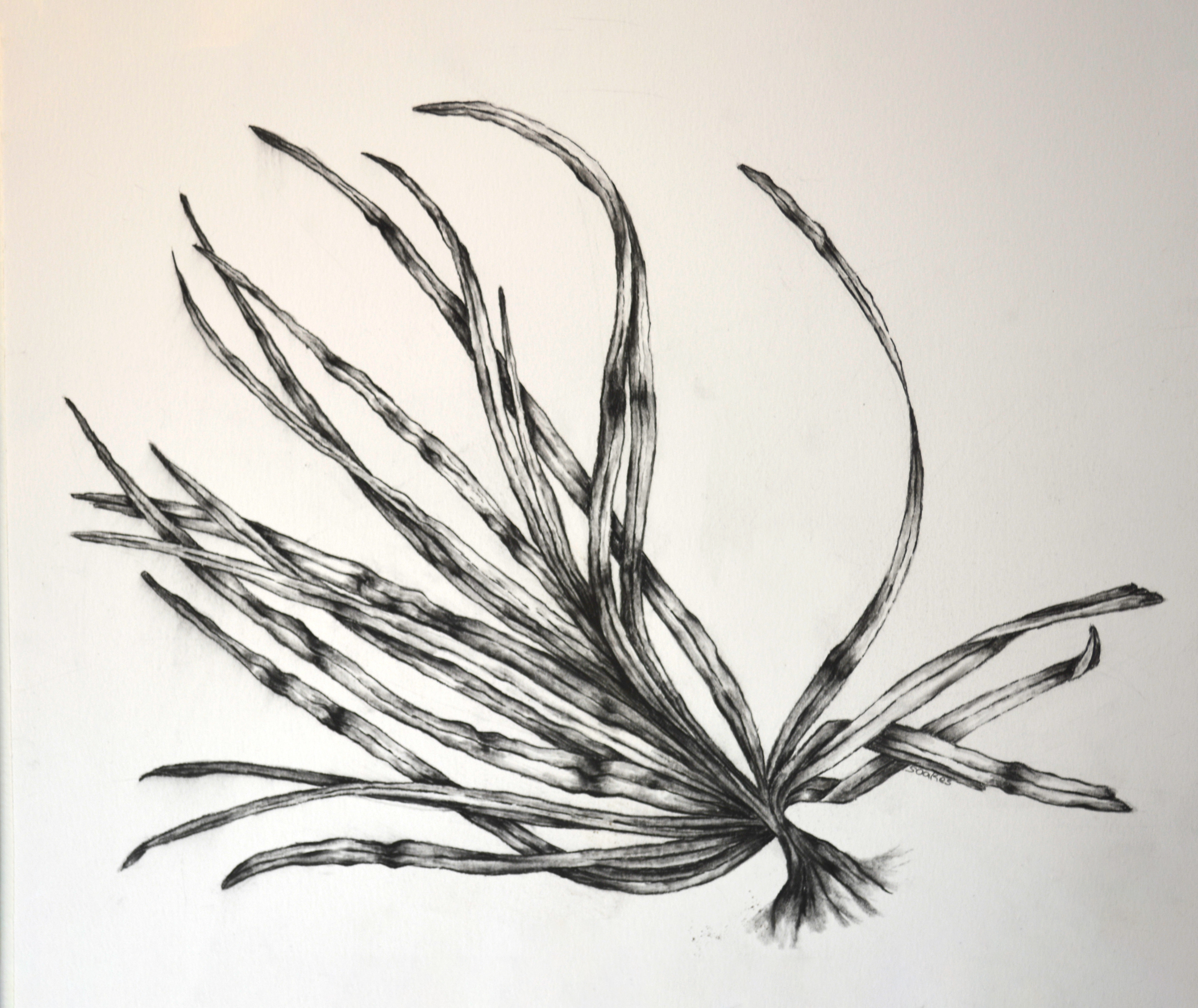 Plant Practice 2