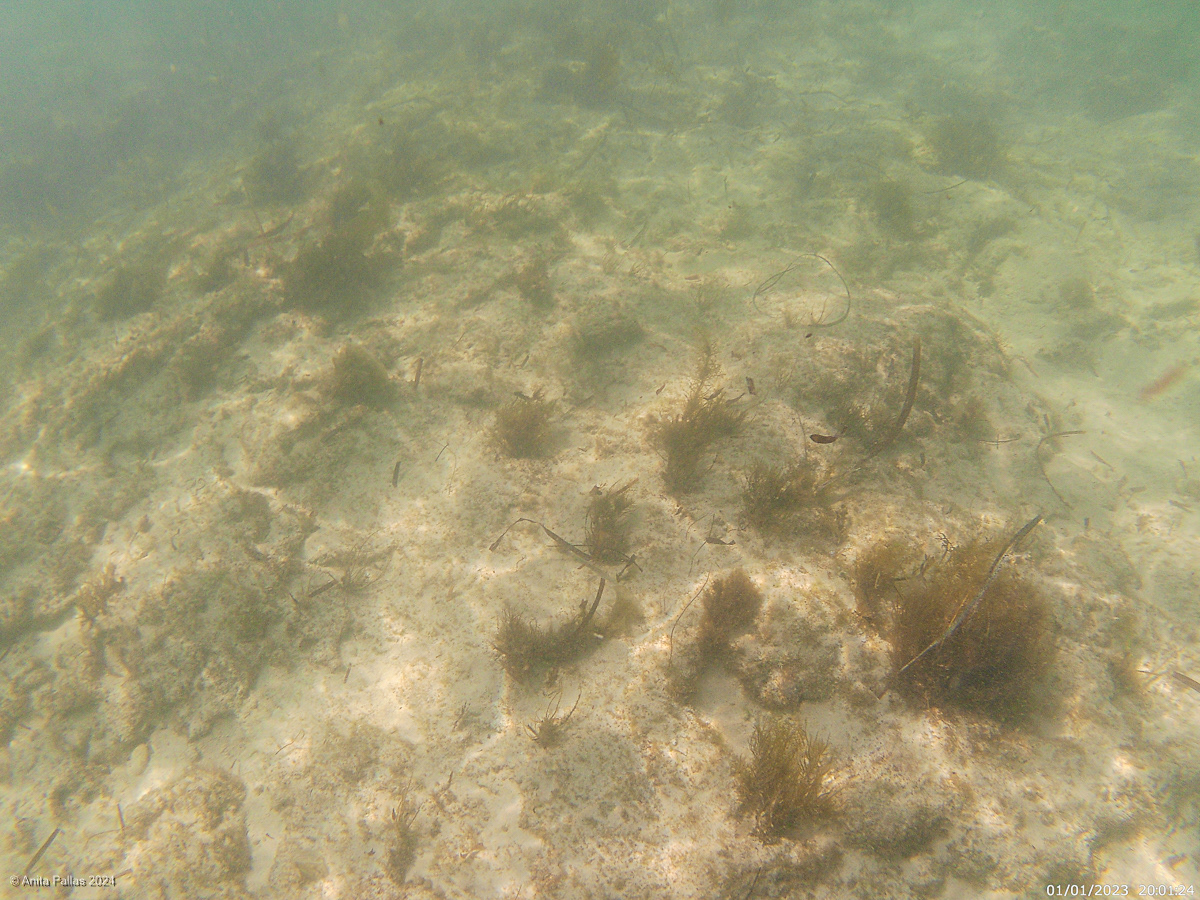 Rottnest Island