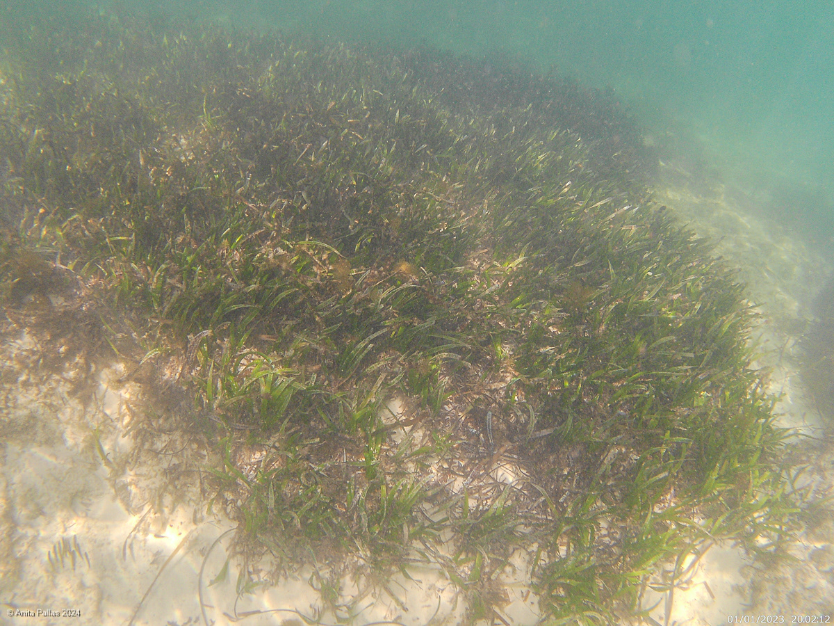 Rottnest Island