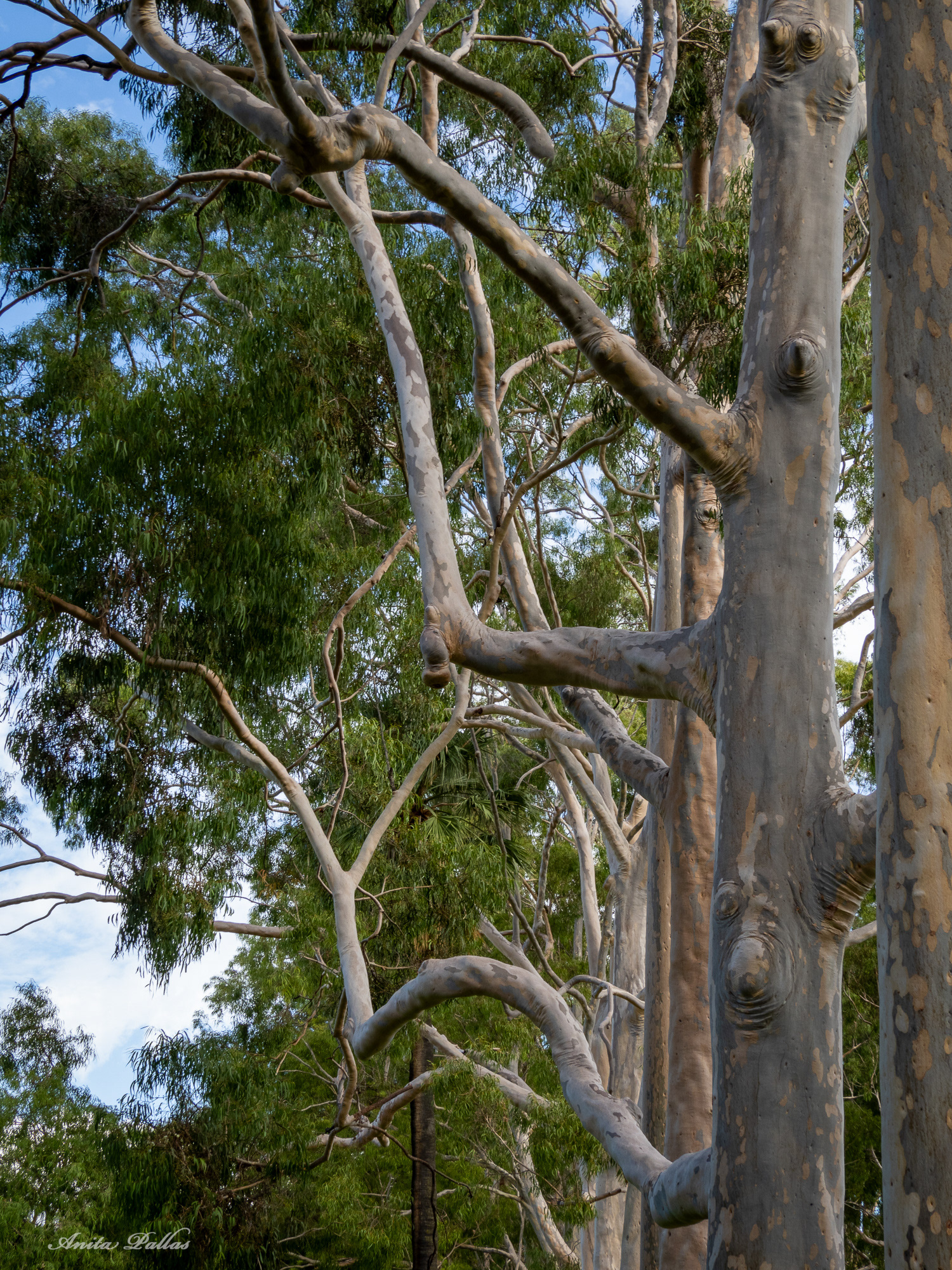 Perth - Kings Park & Botanic Gardens