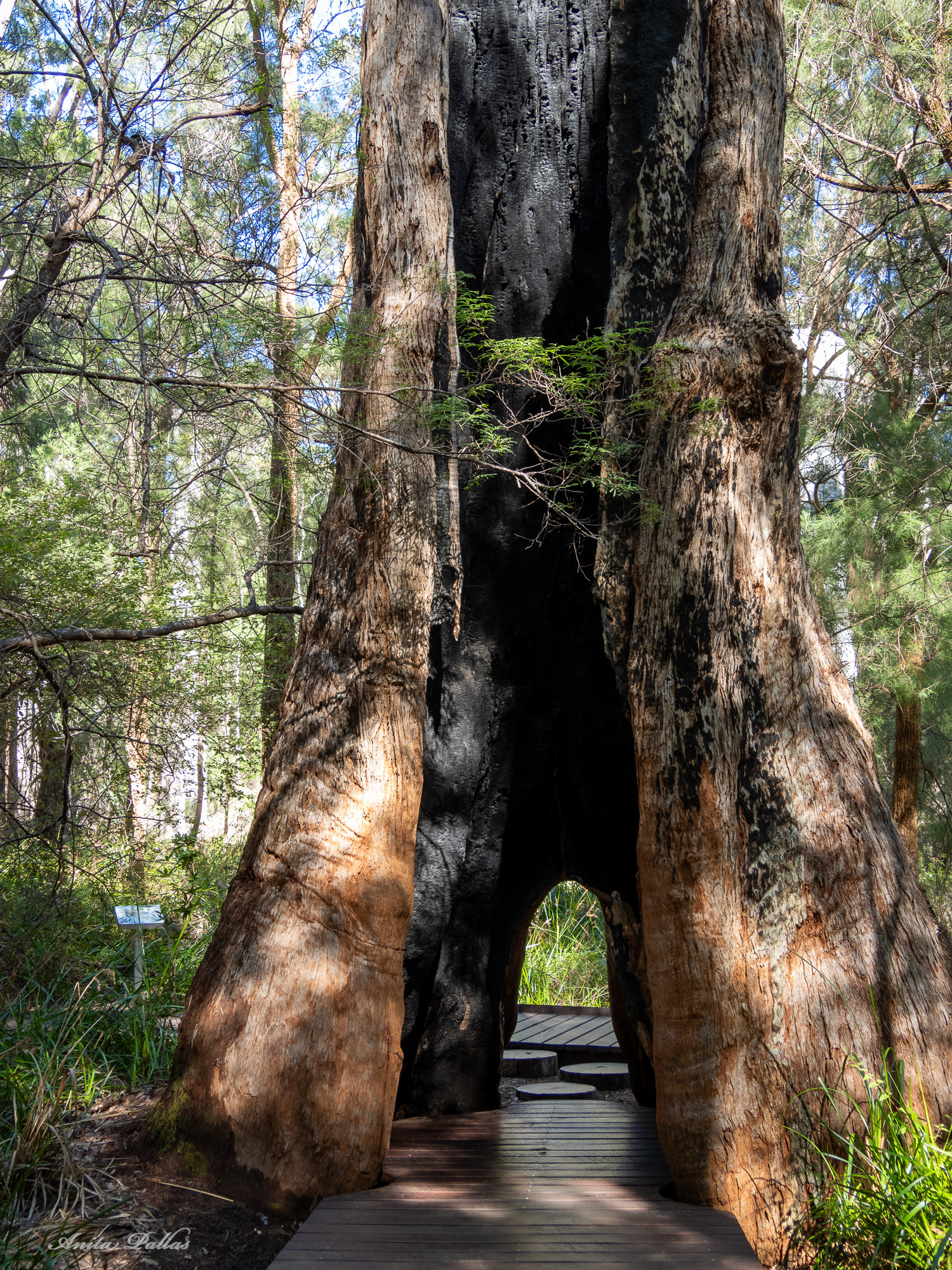 Valley of the Giants