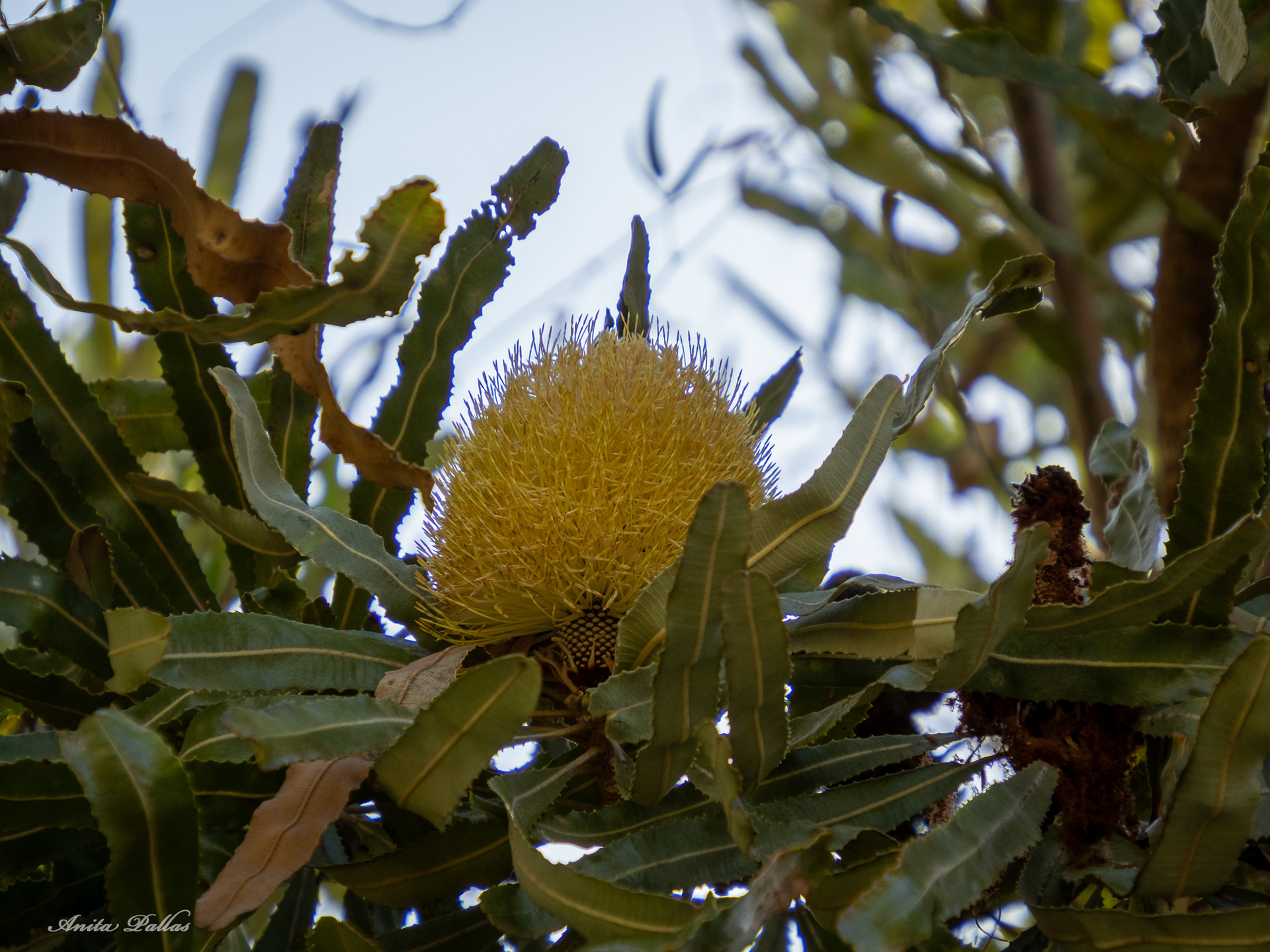 Perth - Kings Park & Botanic Gardens