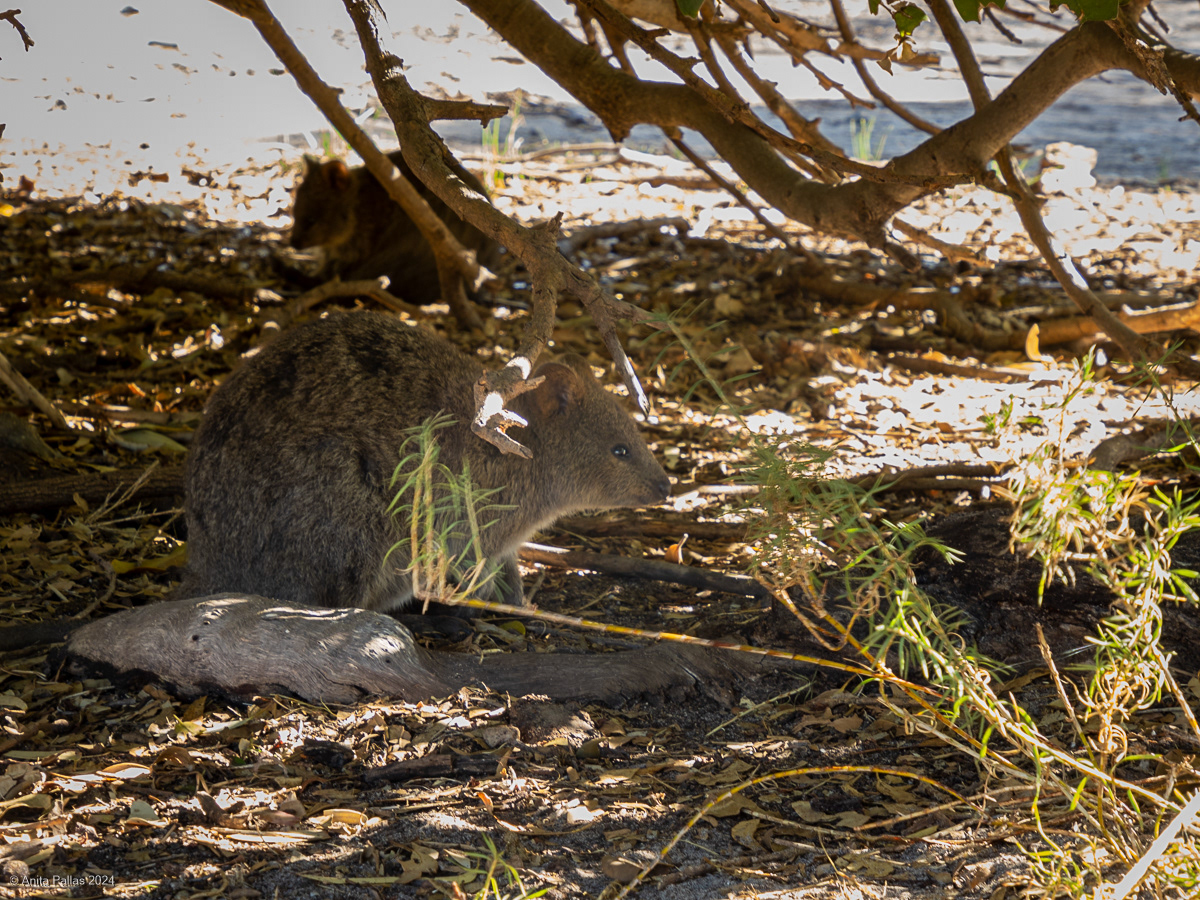 Rottnest Island