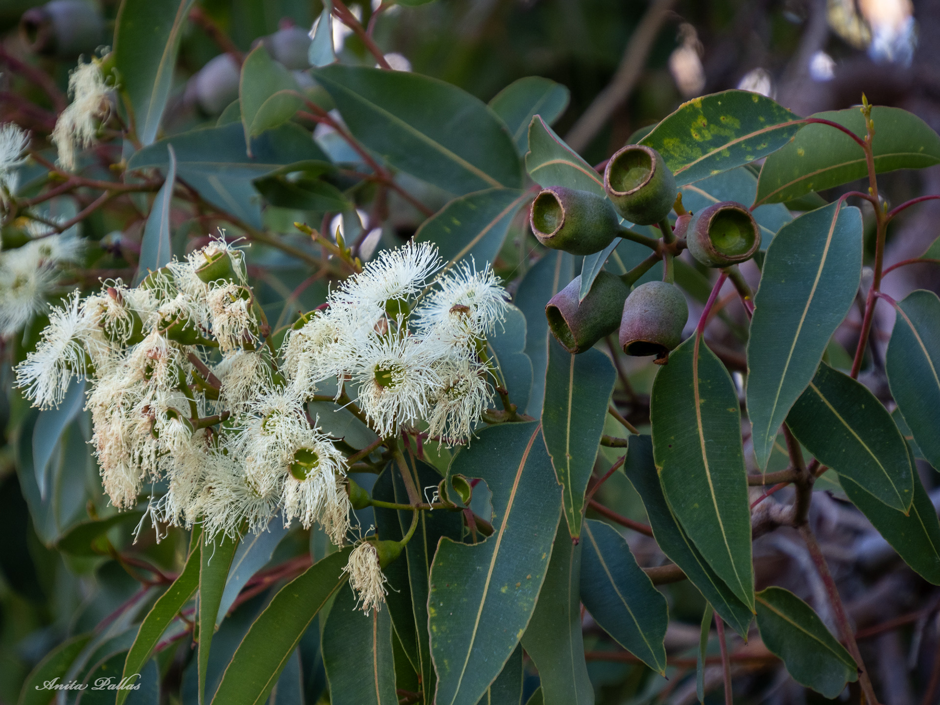 Perth - Kings Park & Botanic Gardens