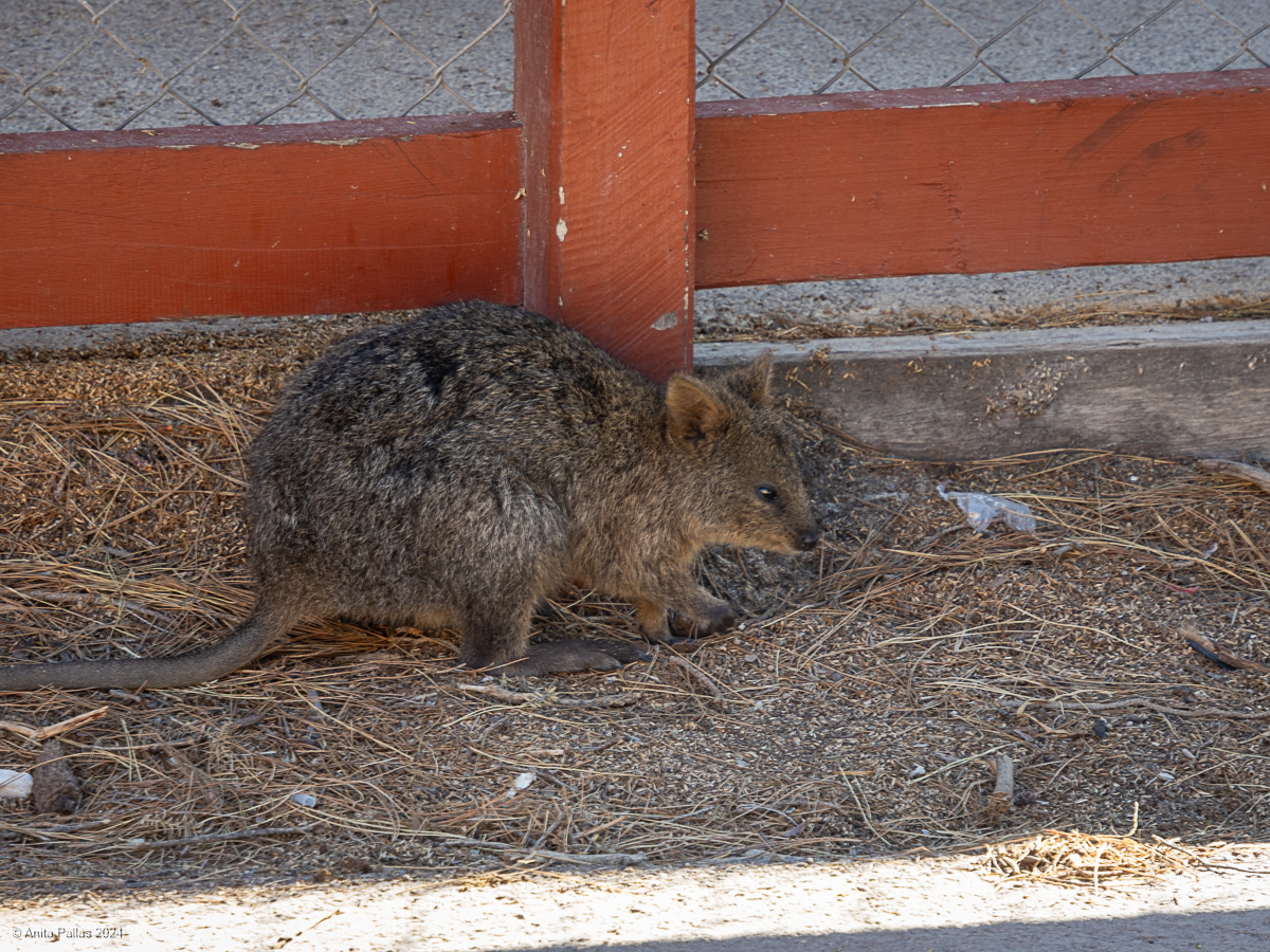 Rottnest Island