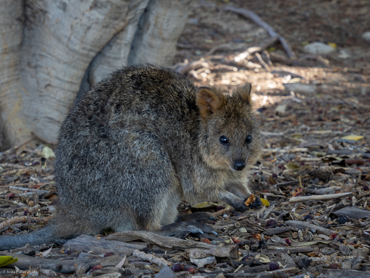 Rottnest Island