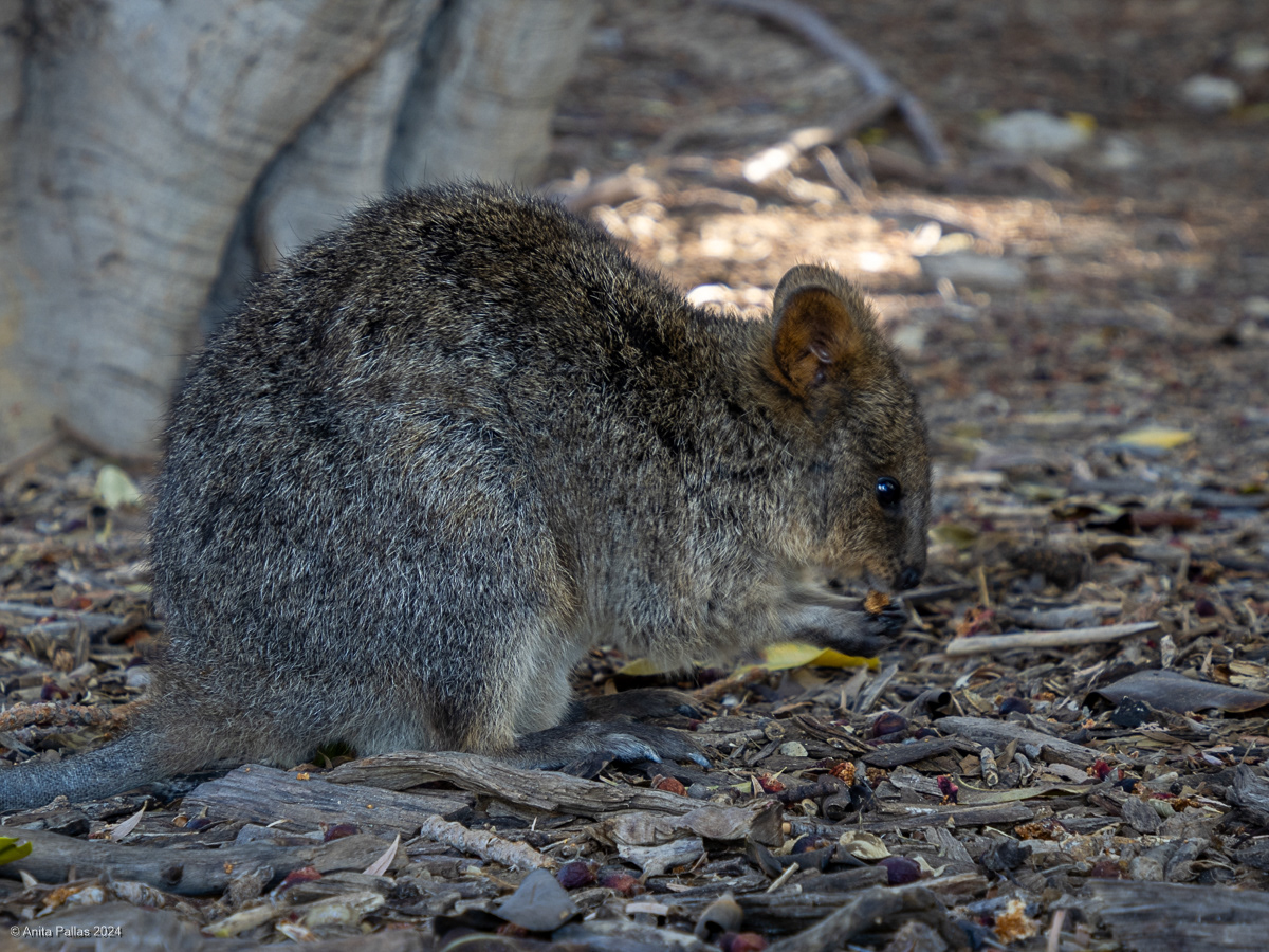 Rottnest Island