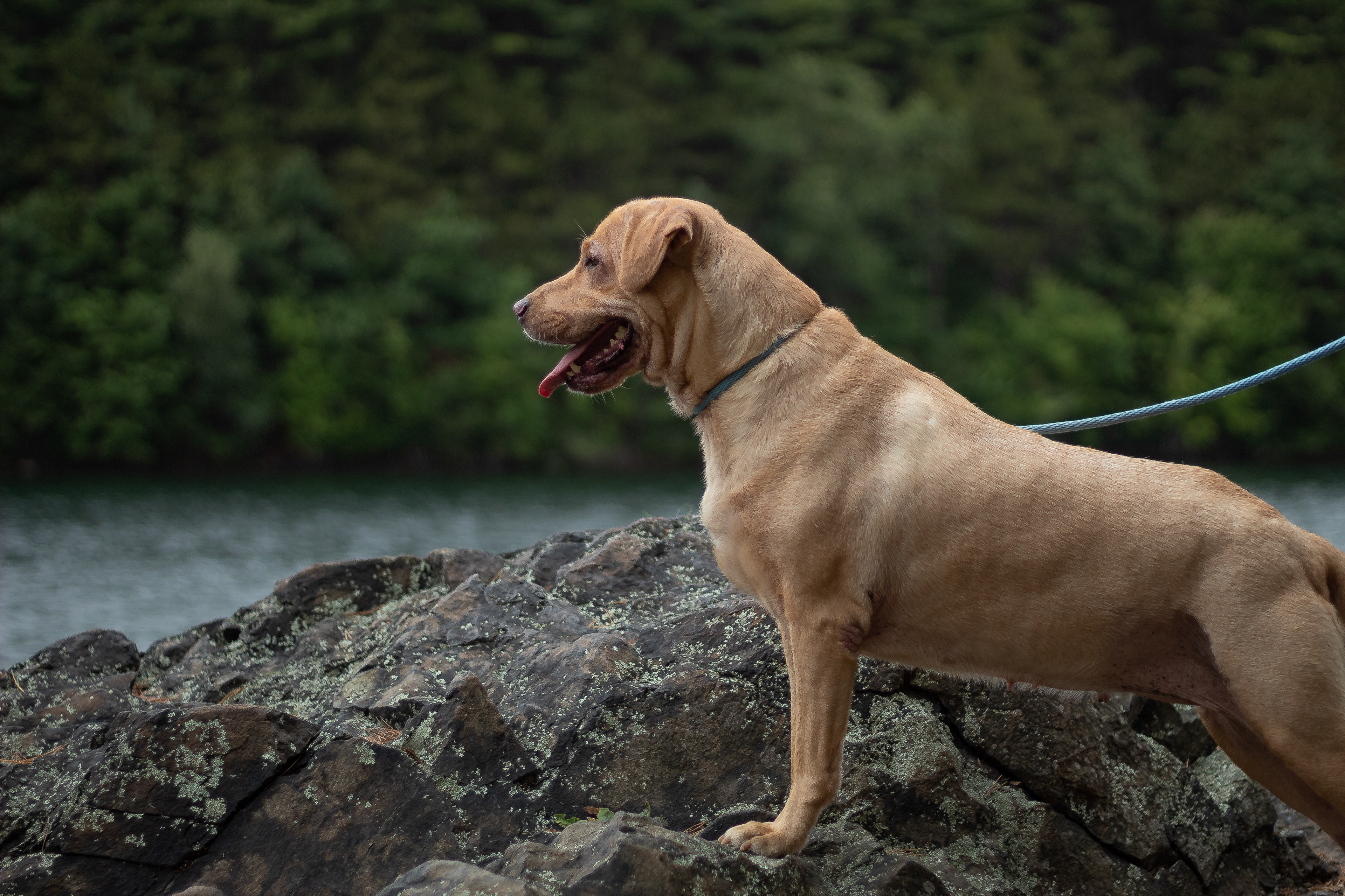 Our foster pup Gracie in the Middlesex Fells
