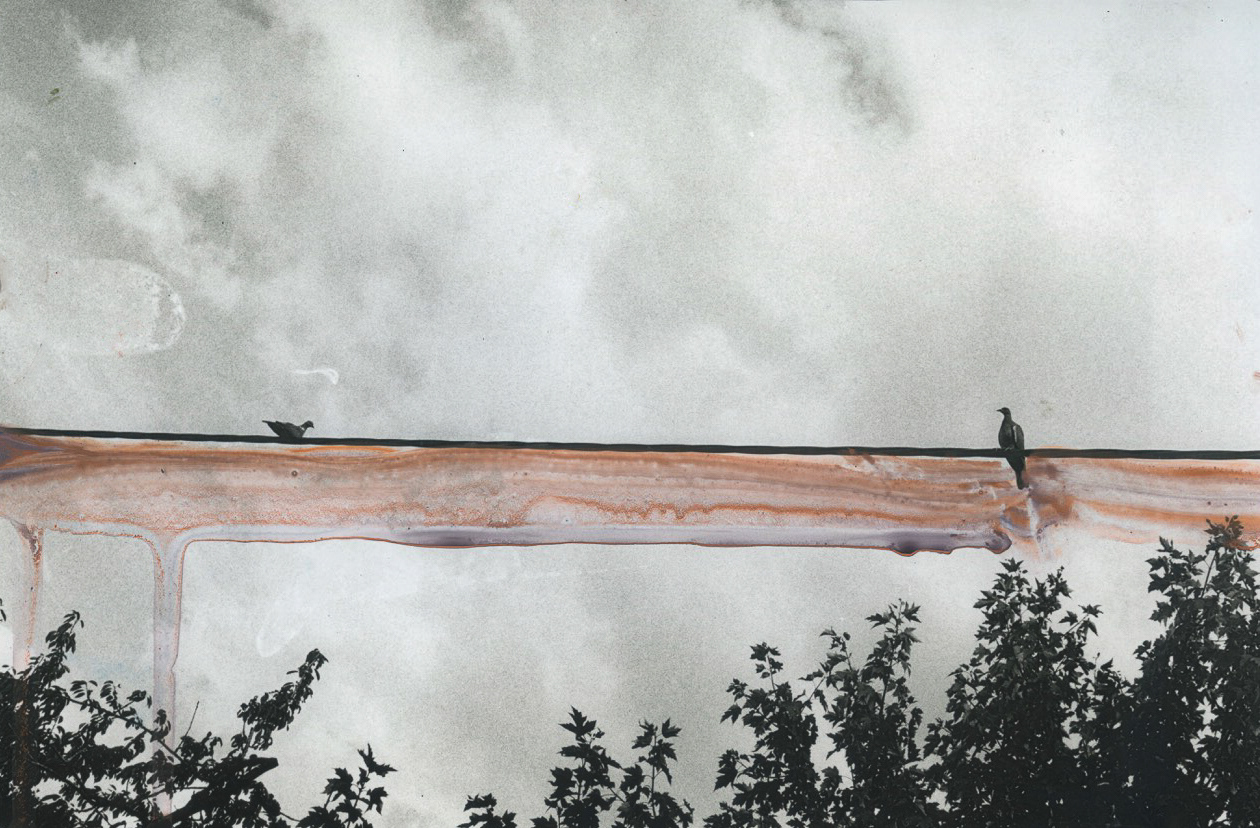 Birds on Telephone Wire, Oil on Silver Gelatin Print, 8x10", 2022